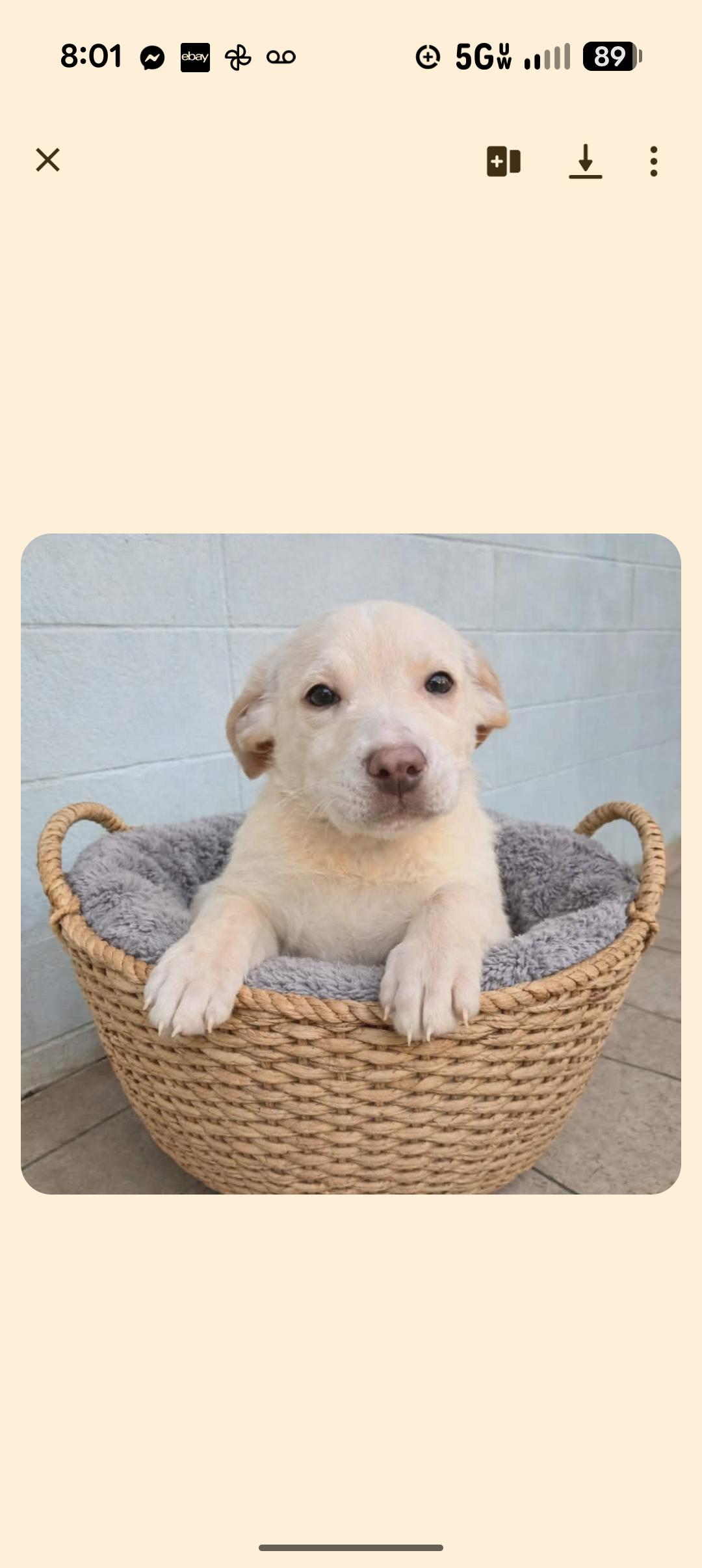 BUNNY, adopted, Puppy Female Labrador Retriever.