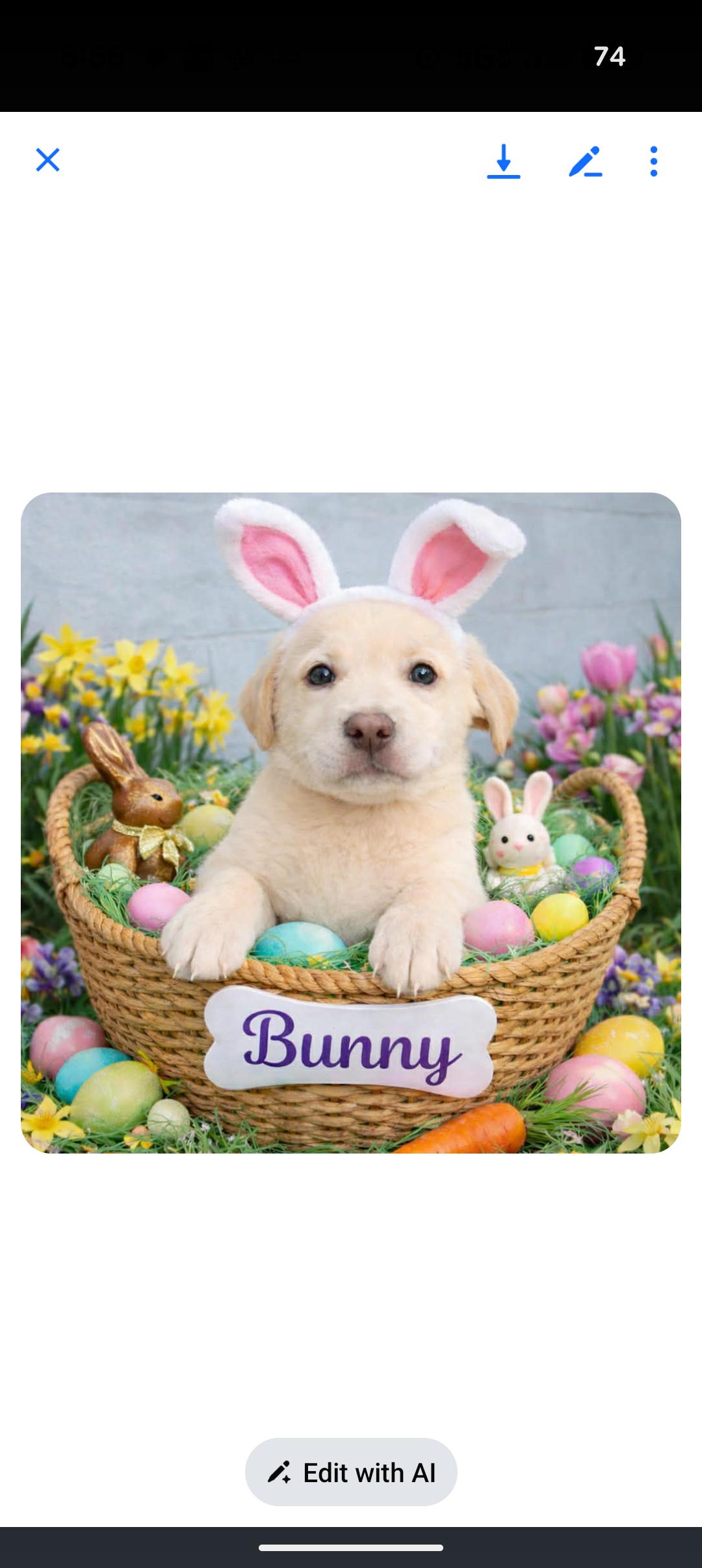 Enlarge BUNNY, an adopted mixed breed in Browns Mills, NJ image 2/2