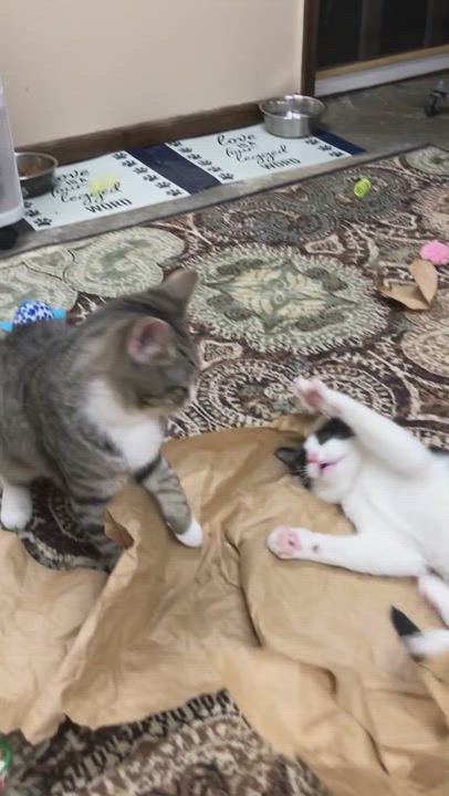 Enlarge Burton, a Adopted Domestic Short Hair in Pomona, NY video 3/5