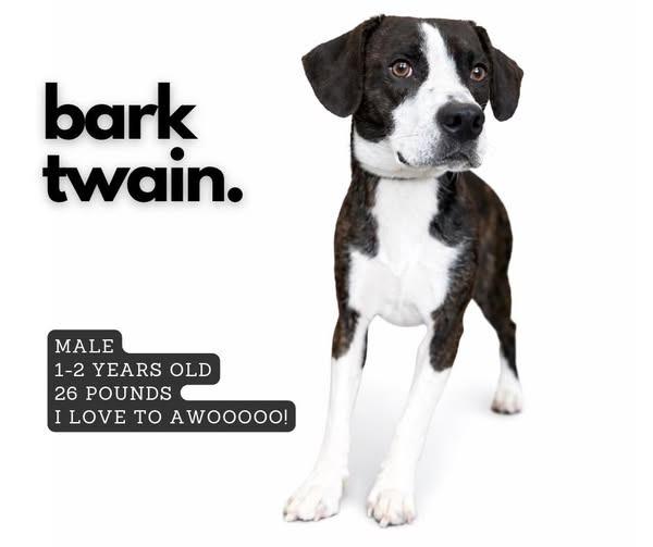Bark Twain, Adoptable, Adult Male Mixed Breed.