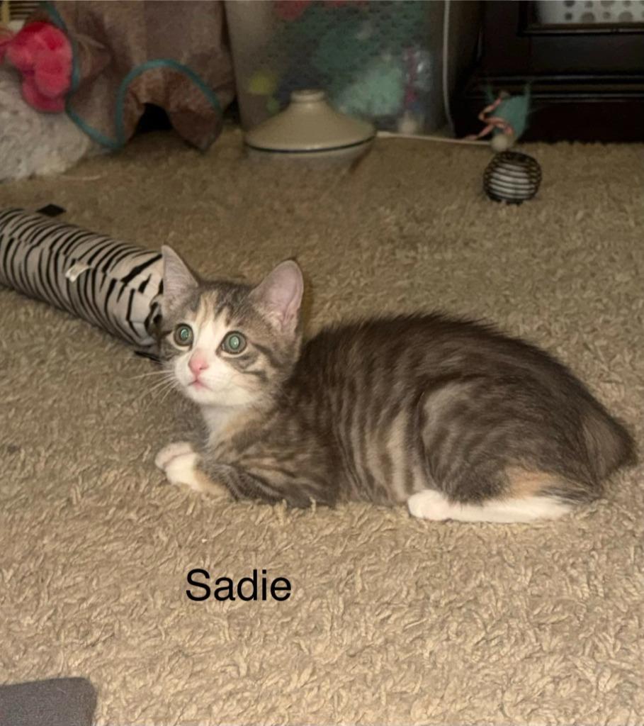 Sadie, Adoptable, Kitten Female Domestic Short Hair.