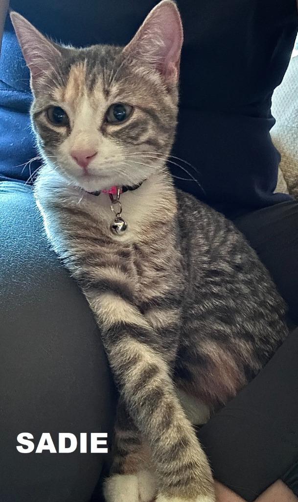 Enlarge Sadie, a Adoptable mixed breed in Owatonna, MN image 2/5