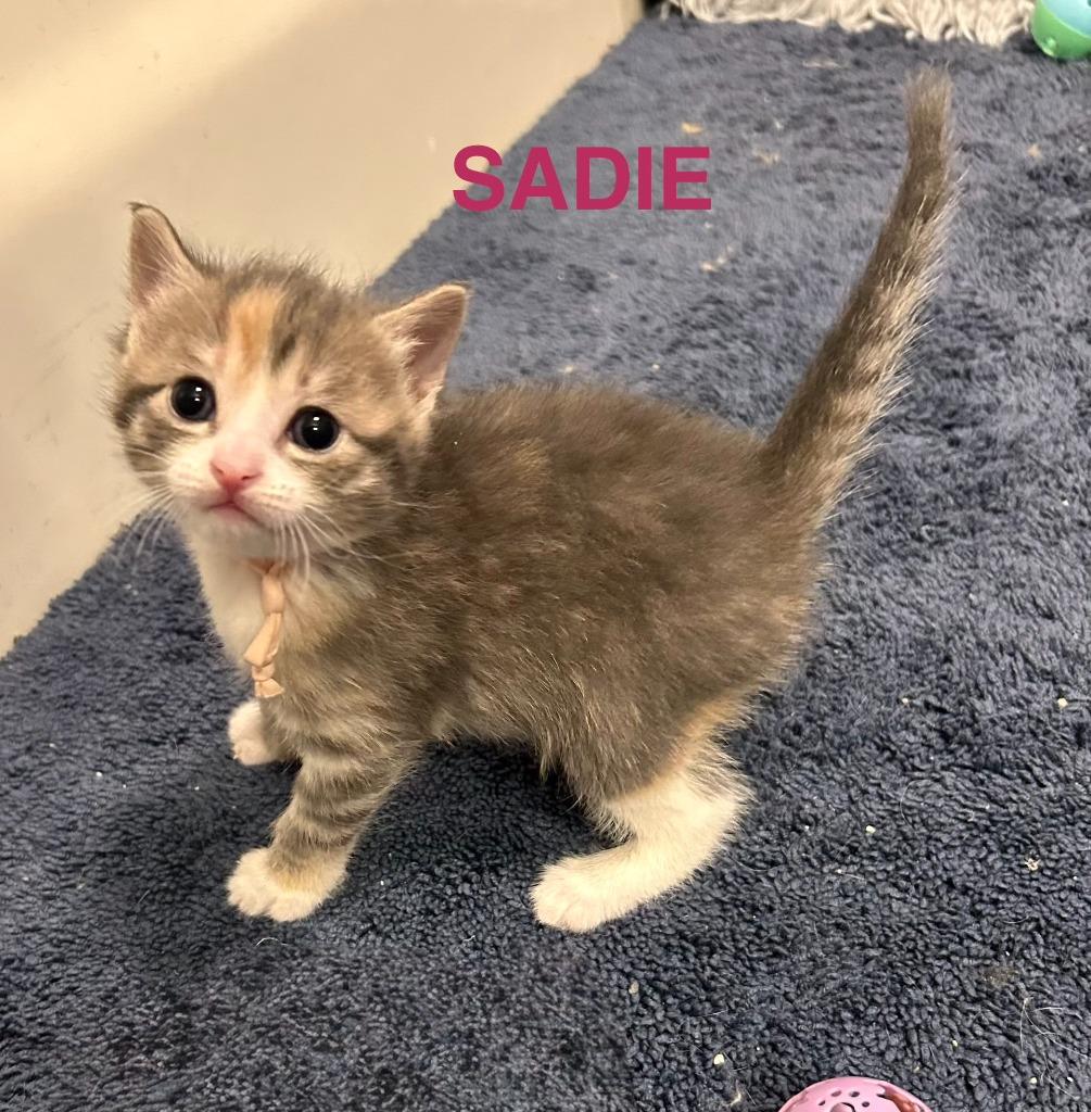 Enlarge Sadie, a Adoptable mixed breed in Owatonna, MN image 2/3