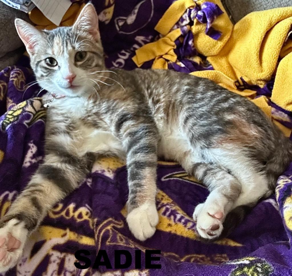 Enlarge Sadie, a Adoptable mixed breed in Owatonna, MN image 4/5