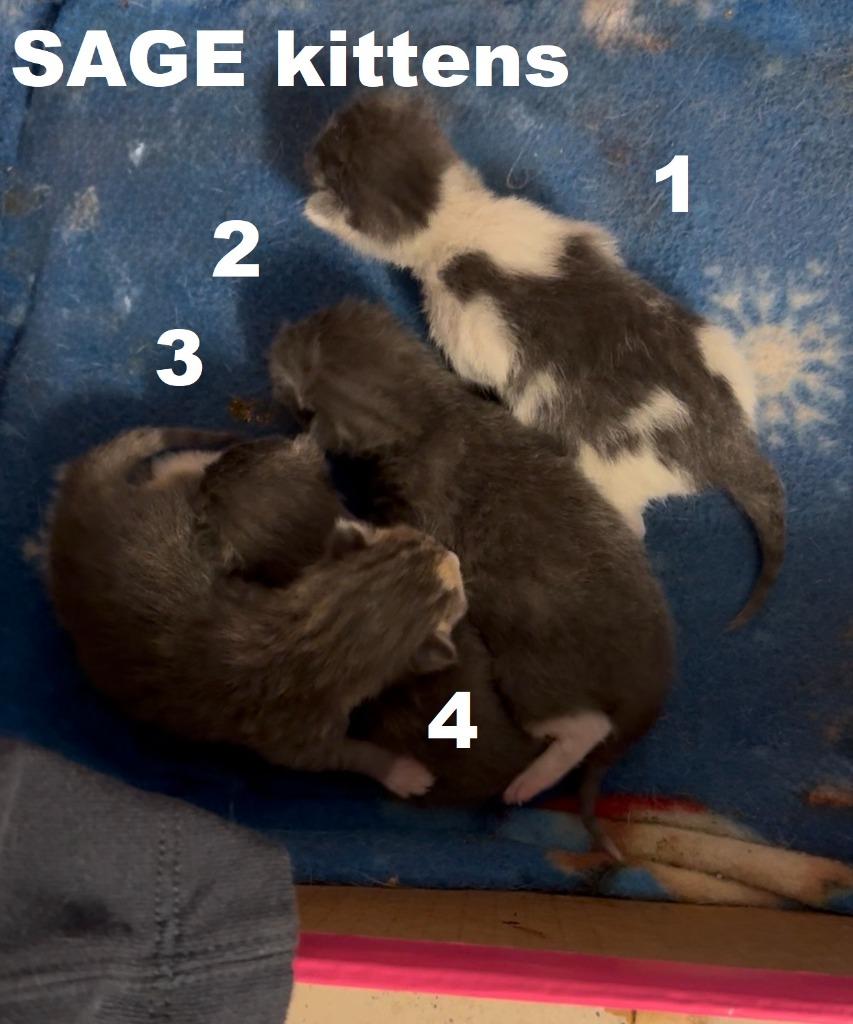 Enlarge Sadie, a Adoptable mixed breed in Owatonna, MN image 3/3