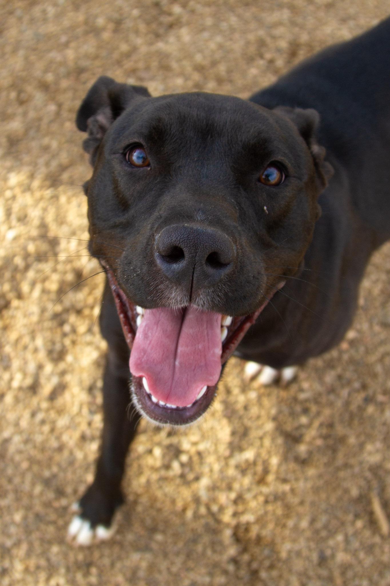 Enlarge Nova, a ADOPTABLE mixed breed in Rapid City, SD image 4/4