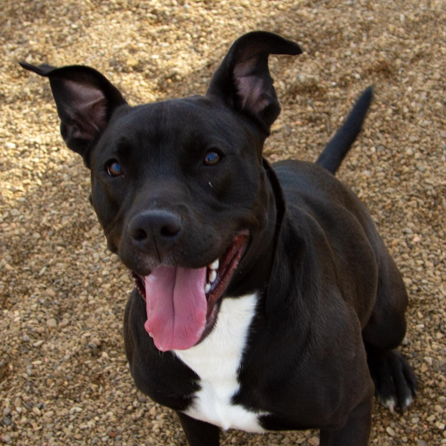 Nova, ADOPTABLE, Young Female Terrier.