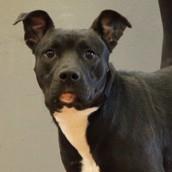 Nova, a ADOPTABLE mixed breed in Rapid City, SD image 1/3