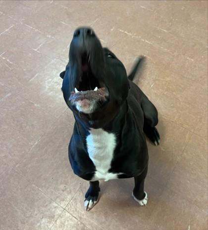 Nova, a ADOPTABLE mixed breed in Rapid City, SD image 2/3