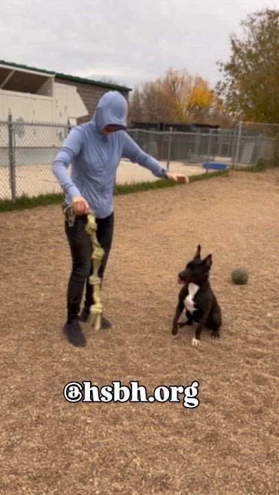 Enlarge Nova, a ADOPTABLE mixed breed in Rapid City, SD video 3/3