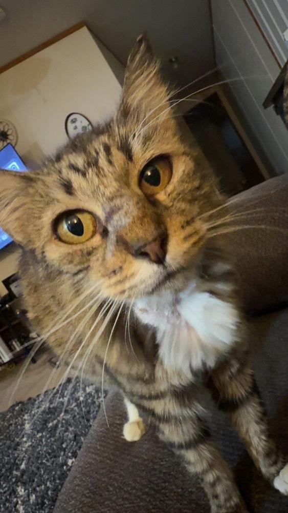 Seffie, Adoptable, Young Female Domestic Medium Hair.
