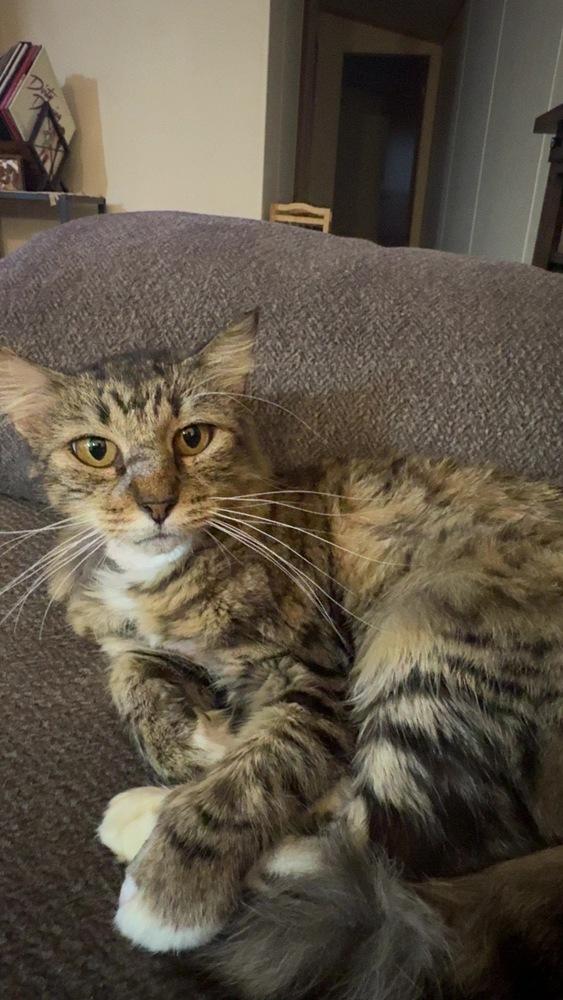 Enlarge Seffie, a Adoptable Domestic Medium Hair in Emporia, KS image 2/2