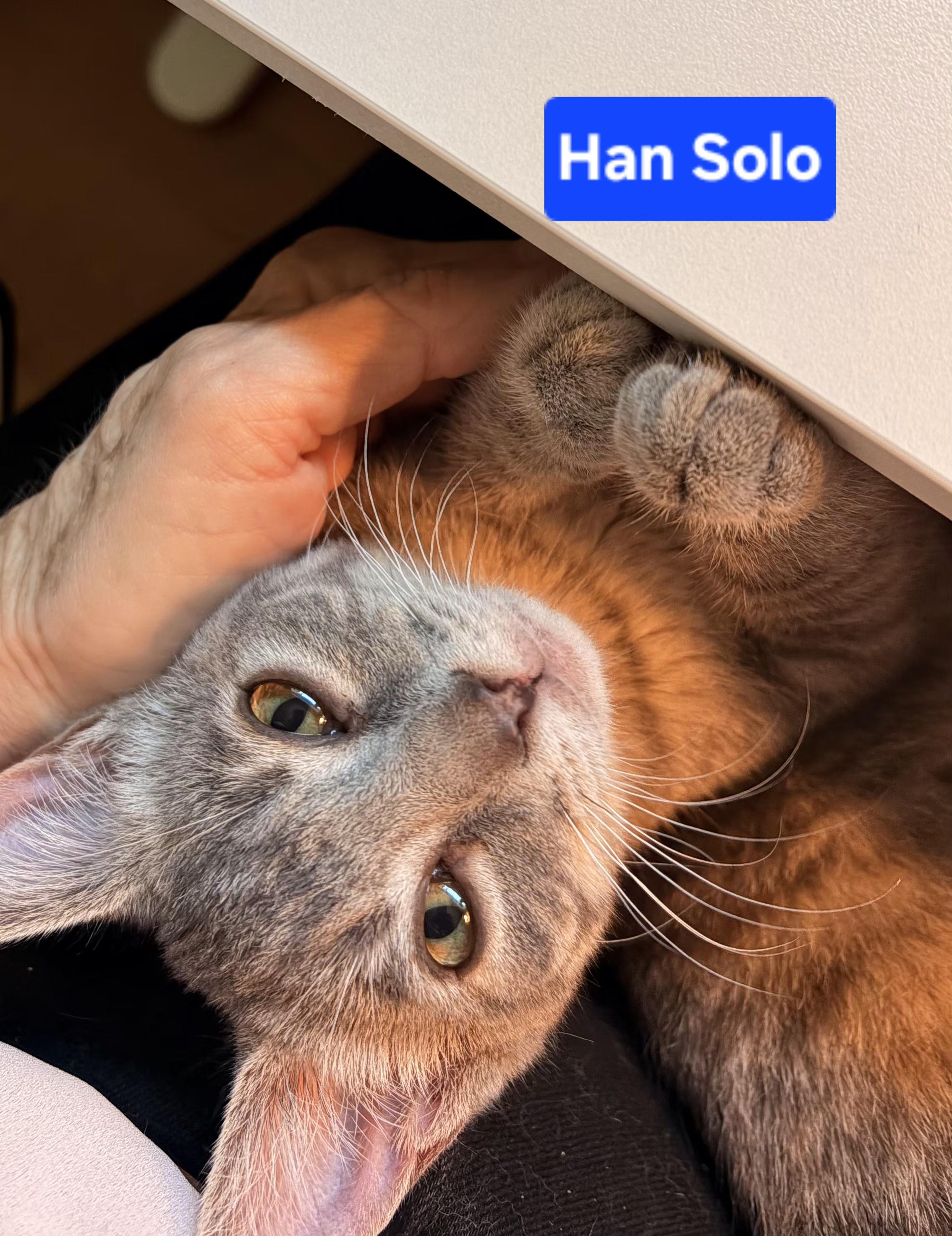 Enlarge Han Solo (siblings are Chewbacca & Princess Leia), an adopted Domestic Short Hair in Brighton, MI image 3/3