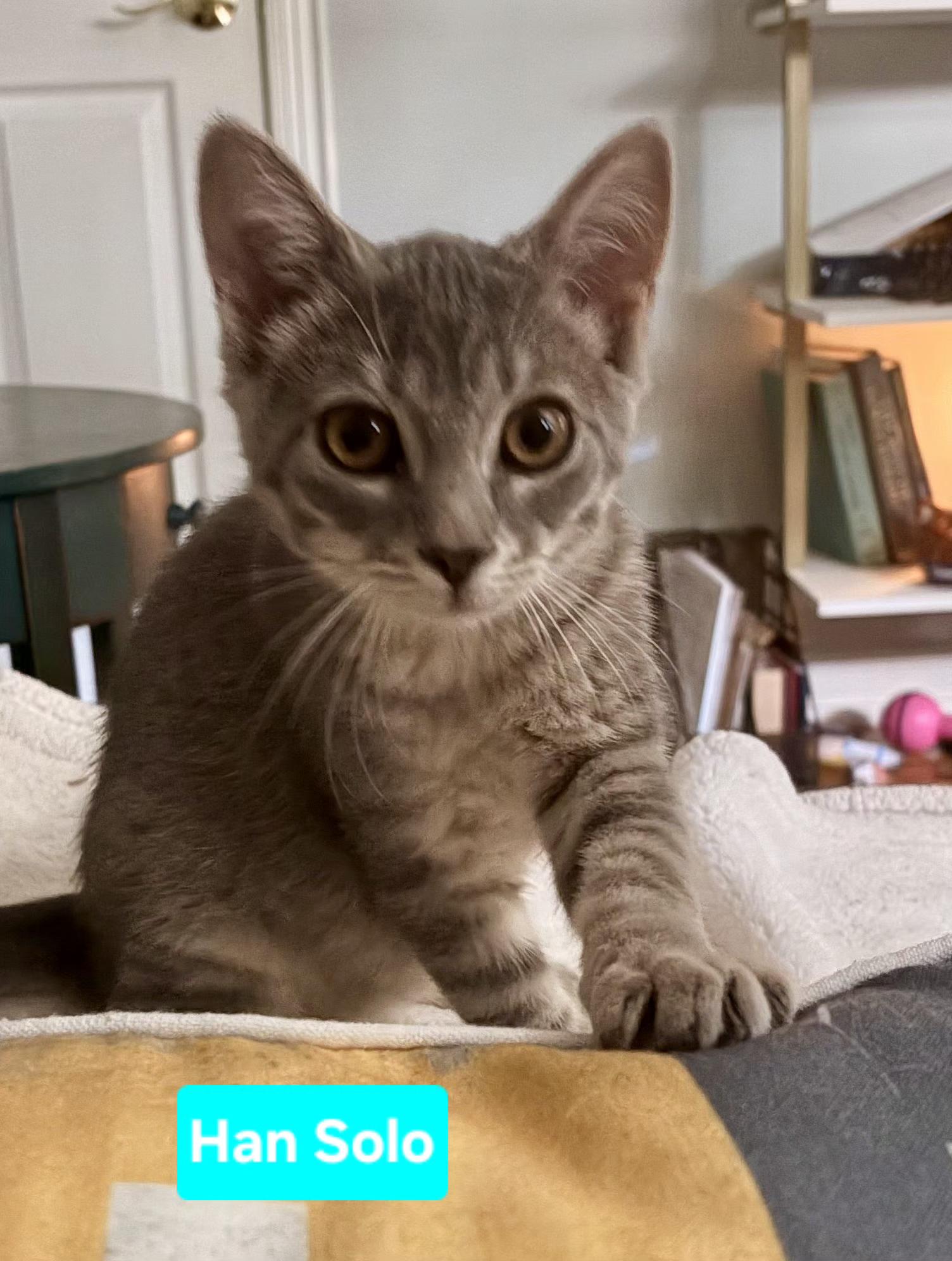 Enlarge Han Solo (siblings are Chewbacca & Princess Leia), an adopted Domestic Short Hair in Brighton, MI image 2/3