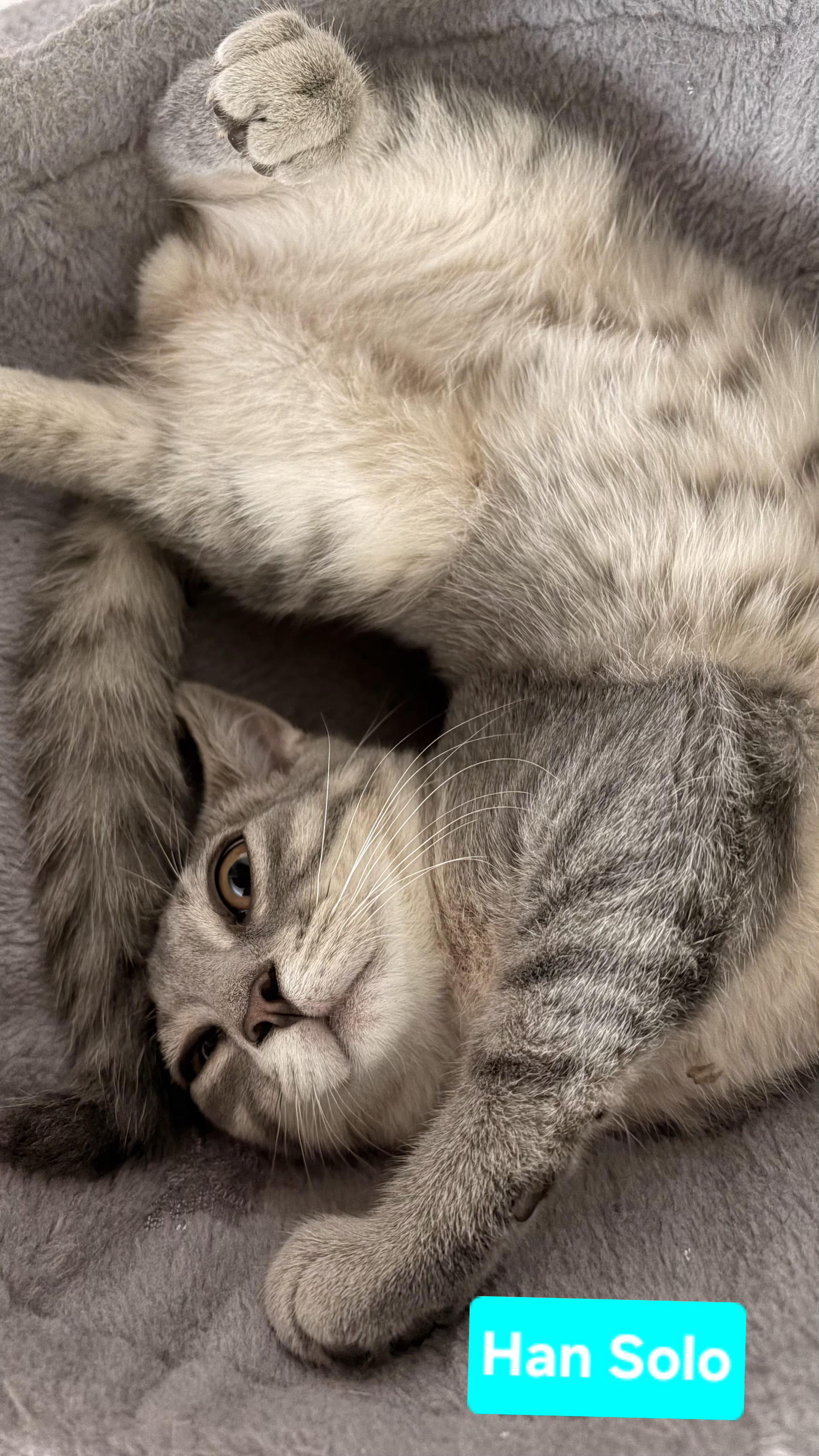 Enlarge Han Solo (siblings are Chewbacca & Princess Leia), an adopted Domestic Short Hair in Brighton, MI image 1/3