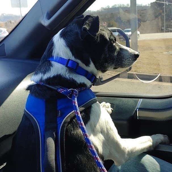 Carlton, Senior Male Border Collie