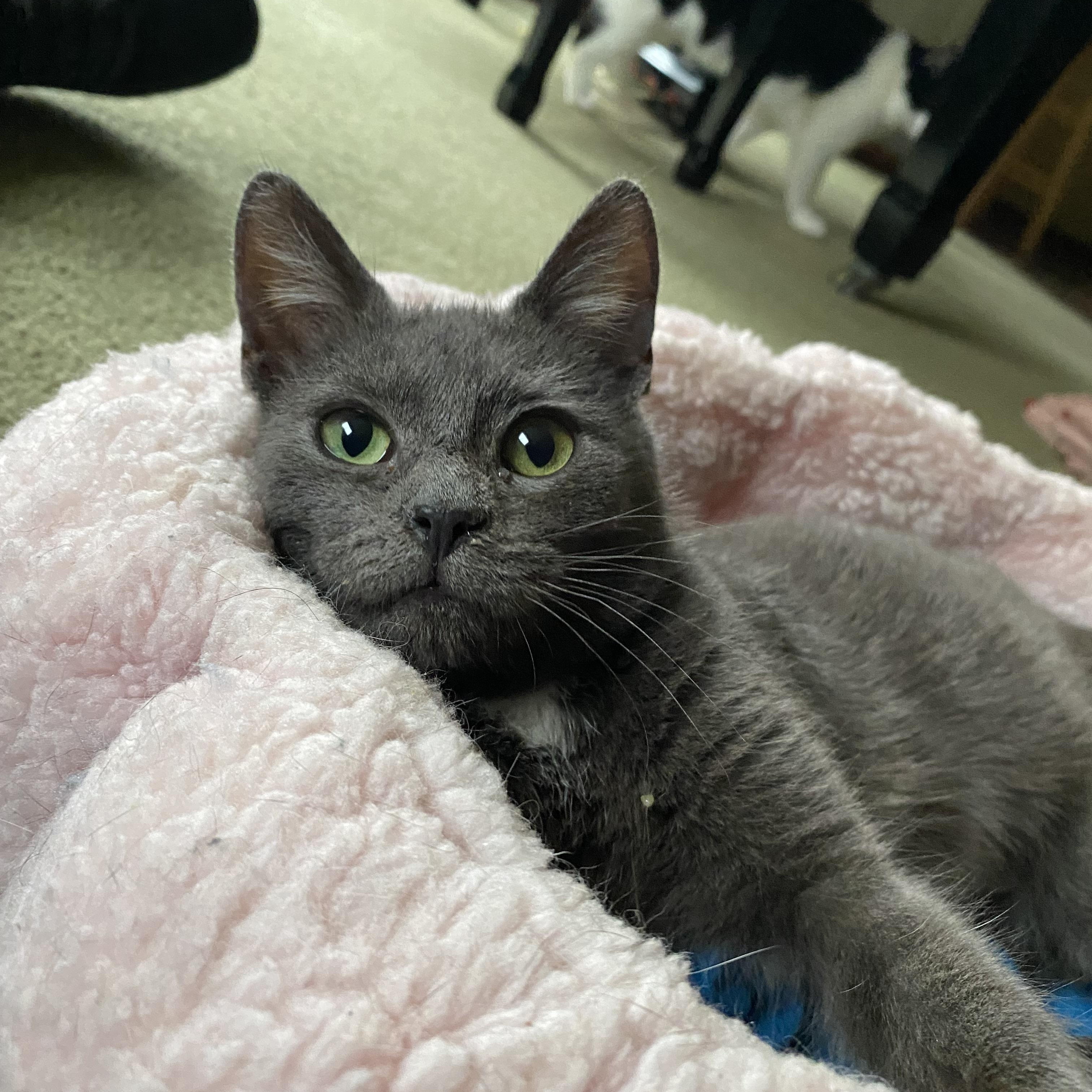 Susie, Adopted, Kitten Female Domestic Short Hair.