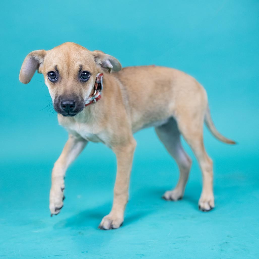 Enlarge Ensley, a Adoptable Chihuahua in Portland, OR image 1/1