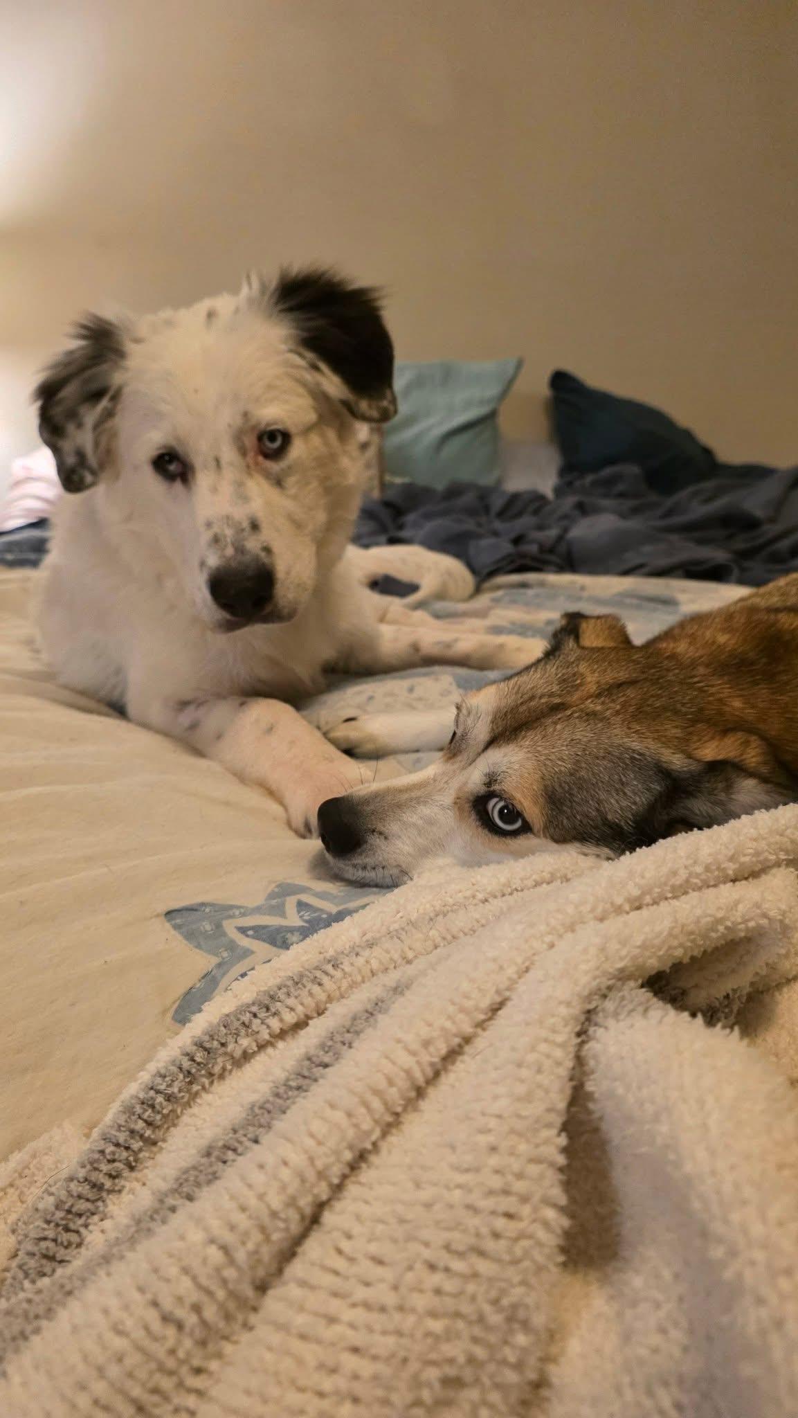 Baloo, a Adoptable mixed breed in Grove City, OH image 1/6