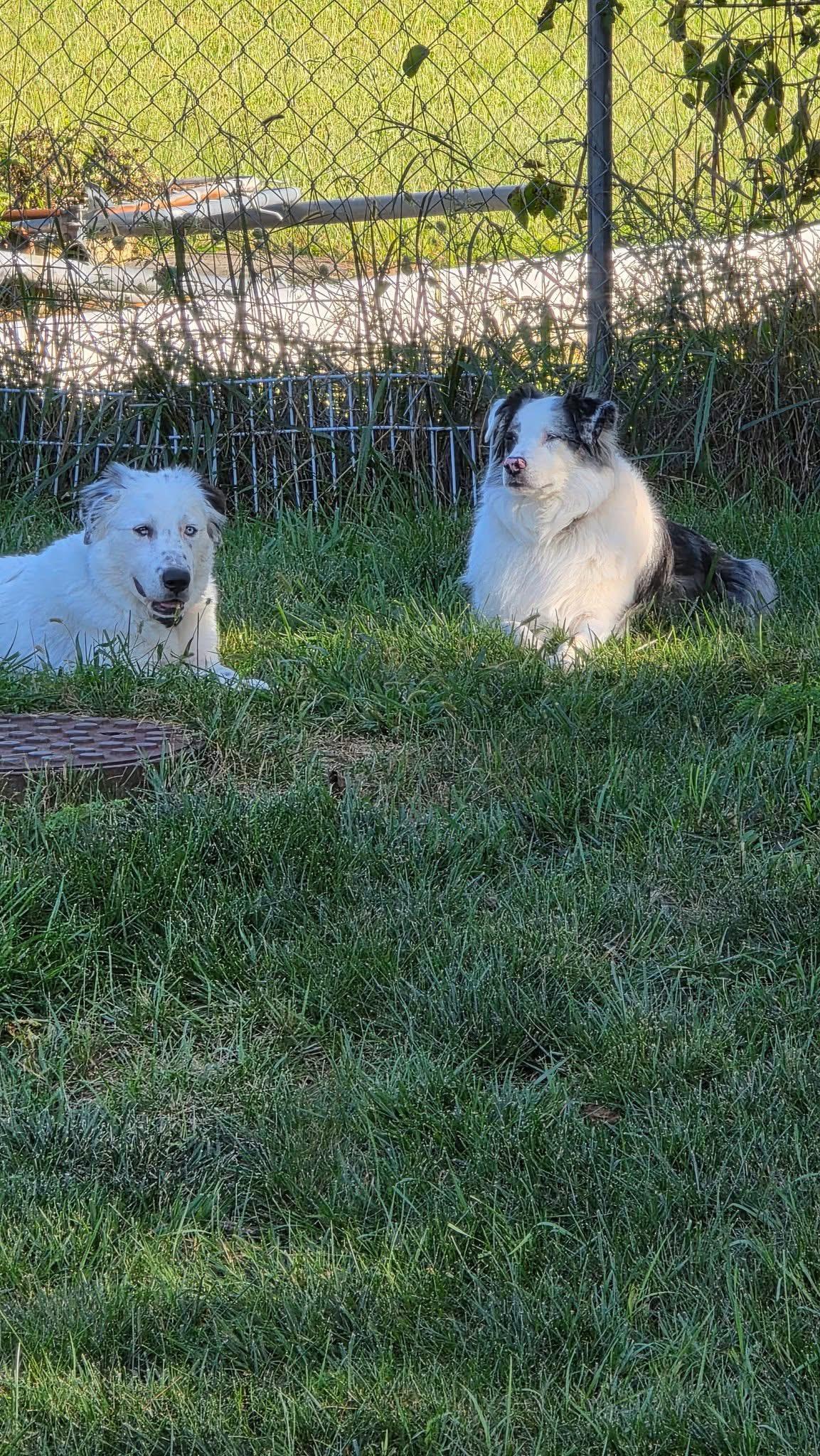 Baloo, a Adoptable mixed breed in Grove City, OH image 2/6