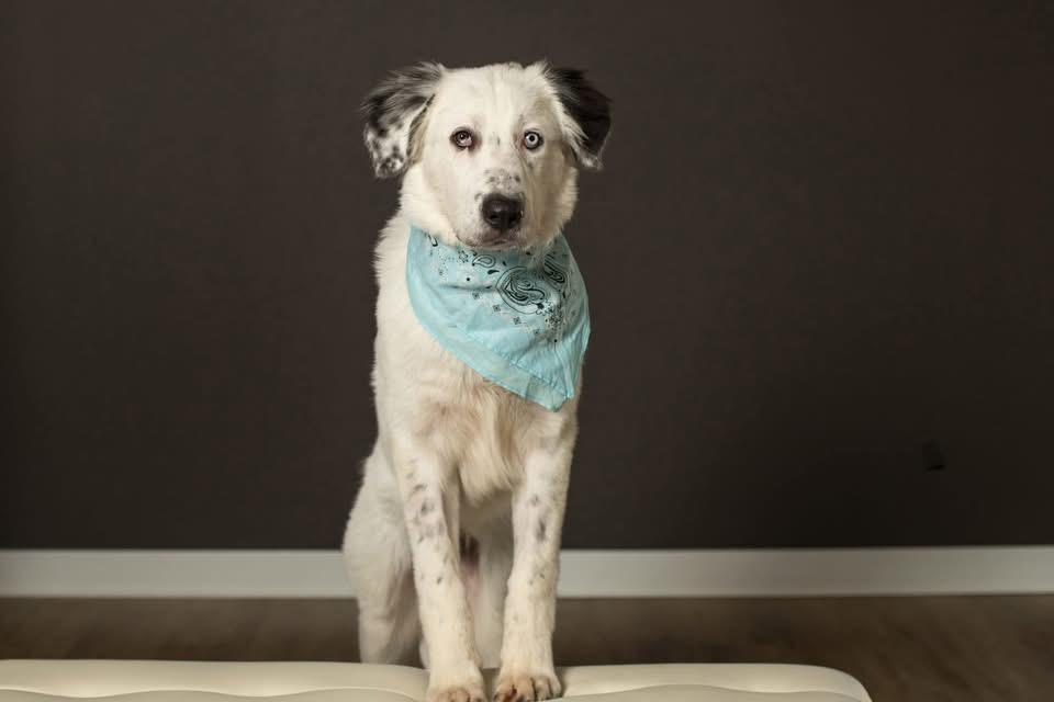 Baloo, a Adoptable mixed breed in Grove City, OH image 5/6