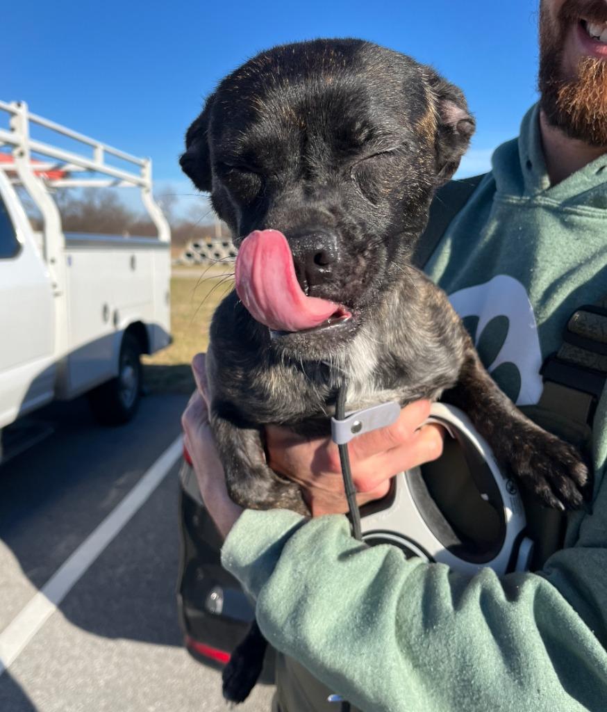 Enlarge Matilda, a Adoptable mixed breed in Fayetteville, AR image 1/3