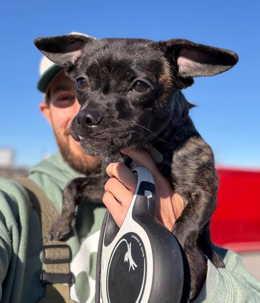 Enlarge Matilda, a Adoptable mixed breed in Fayetteville, AR image 2/3