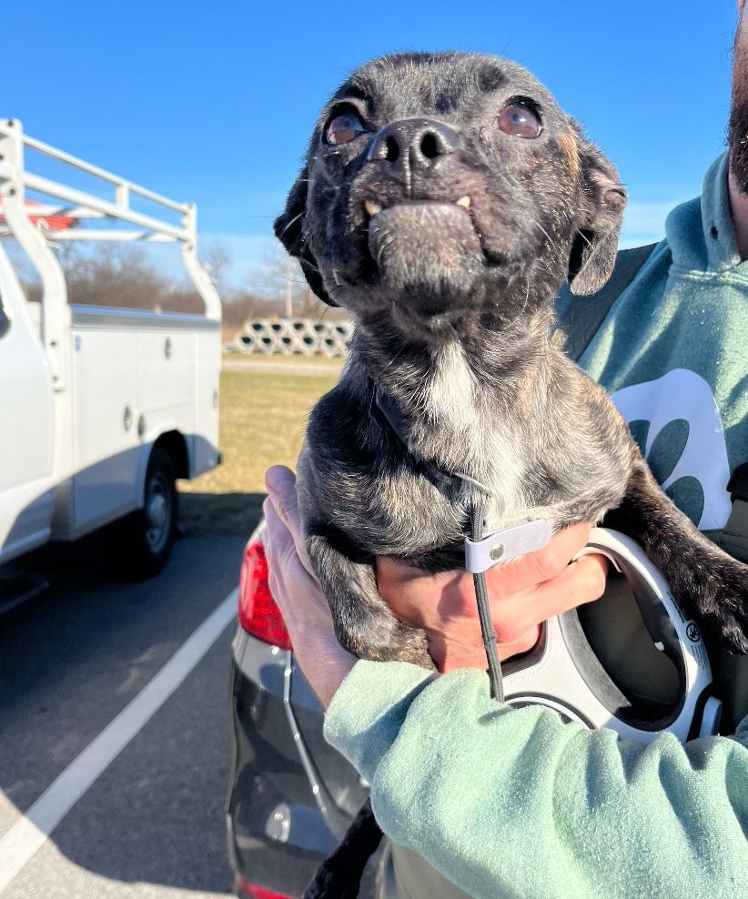 Enlarge Matilda, a Adoptable mixed breed in Fayetteville, AR image 3/3
