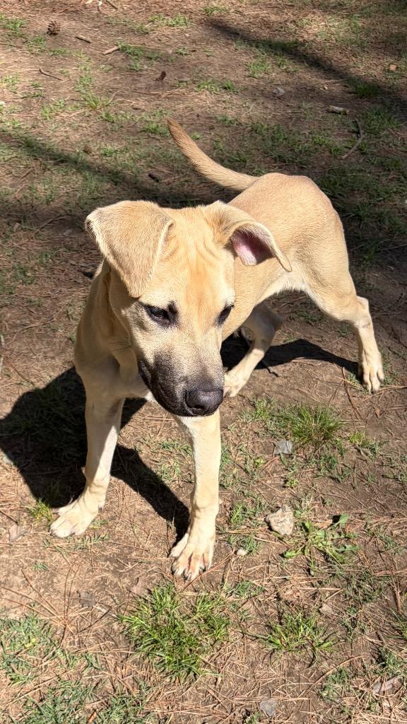Finn, Adoptable, Puppy Male Mountain Cur.