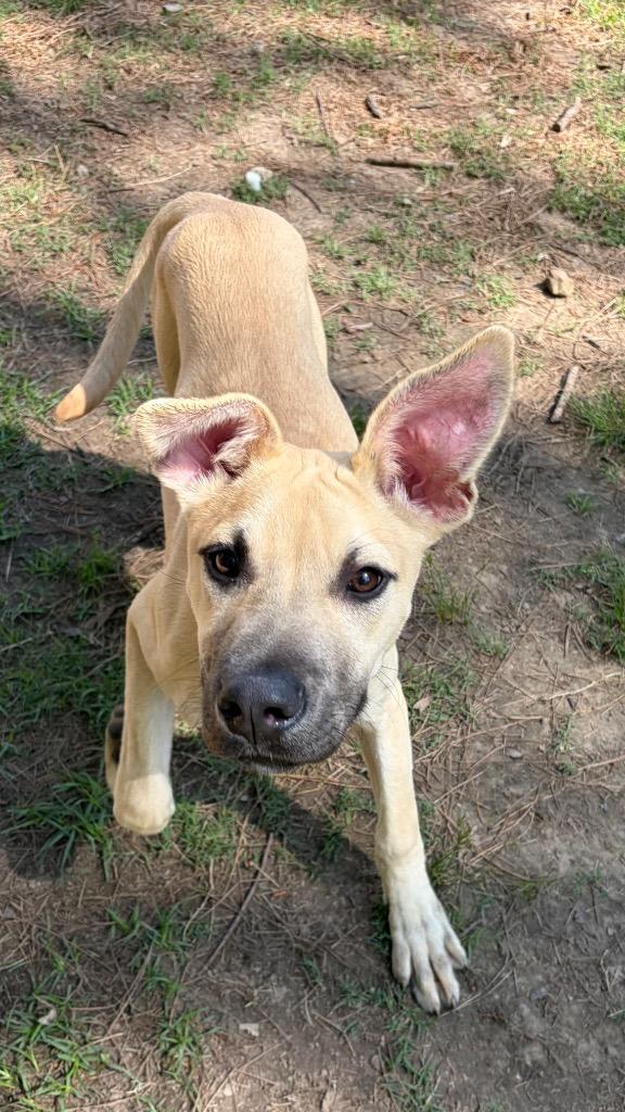 Enlarge Finn, a Adoptable mixed breed in Little Rock, AR image 2/3