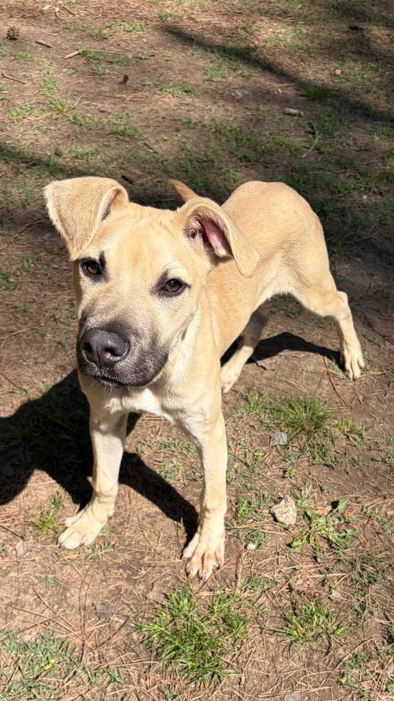 Enlarge Finn, a Adoptable mixed breed in Little Rock, AR image 3/3