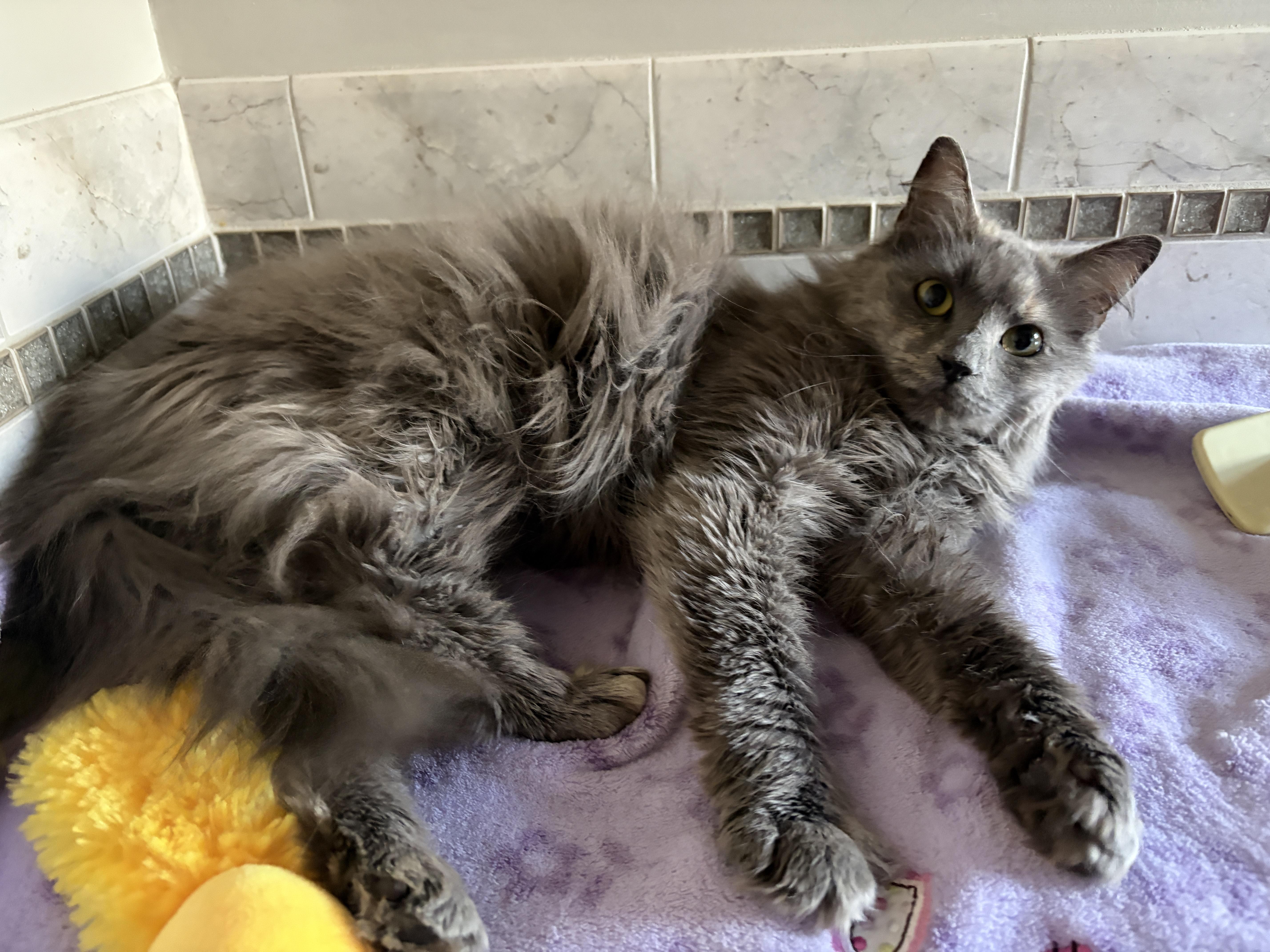 Enlarge VIOLET, an adopted mixed breed in Churchville, PA image 2/4