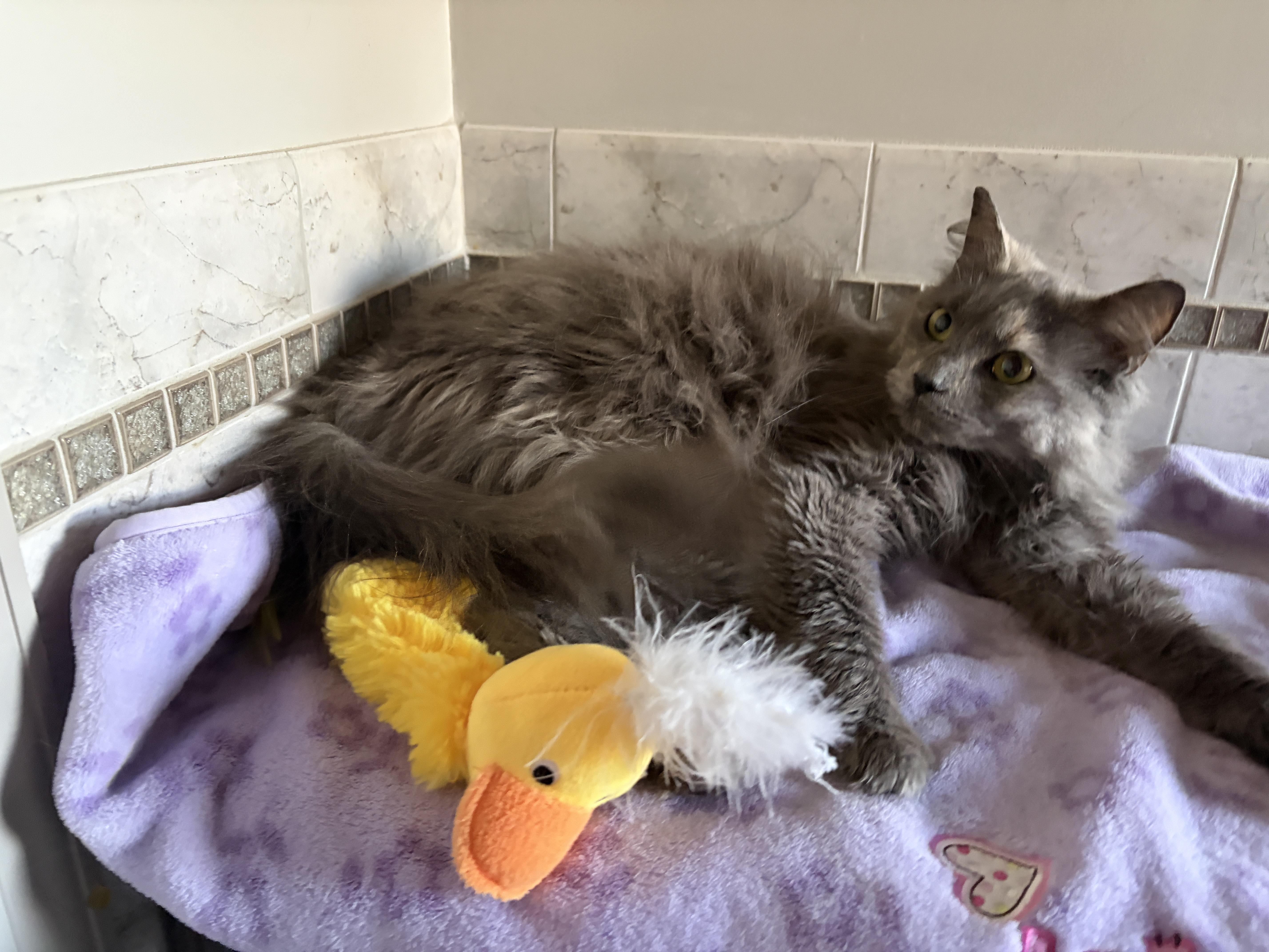 Enlarge VIOLET, an adopted mixed breed in Churchville, PA image 4/4