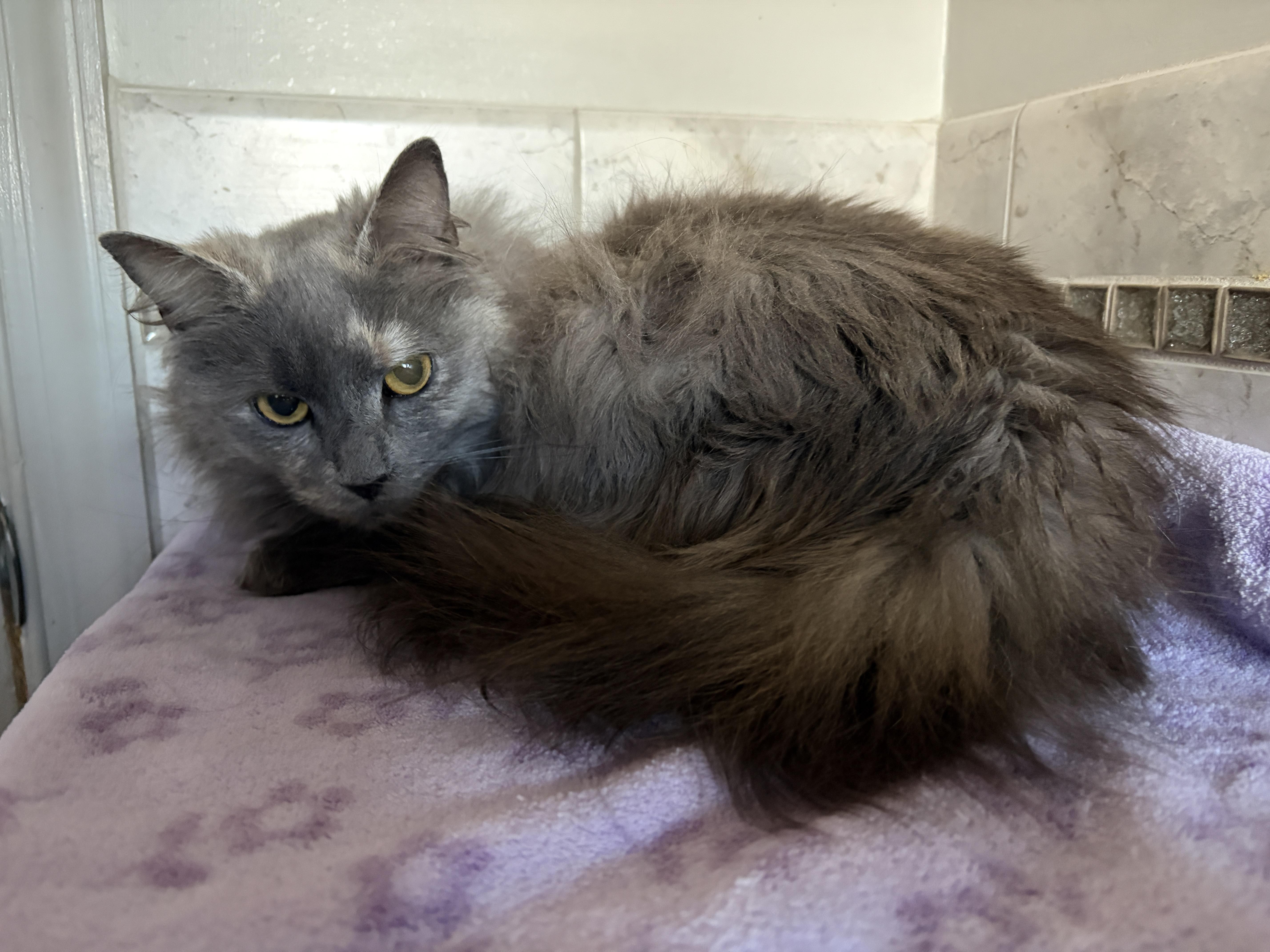 Enlarge VIOLET, an adopted mixed breed in Churchville, PA image 3/4