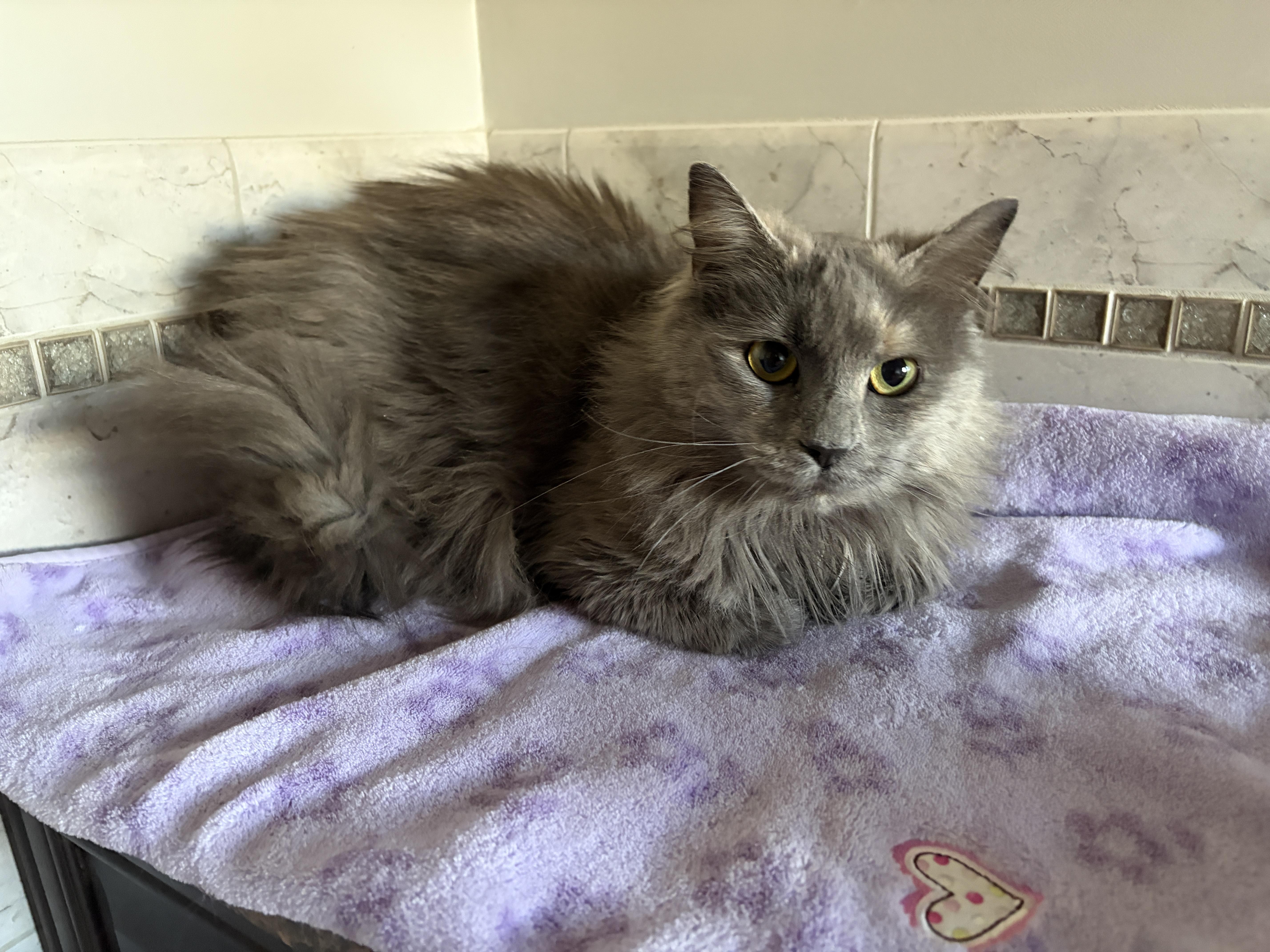 VIOLET, adopted, Young Female Maine Coon & Dilute Tortoiseshell.