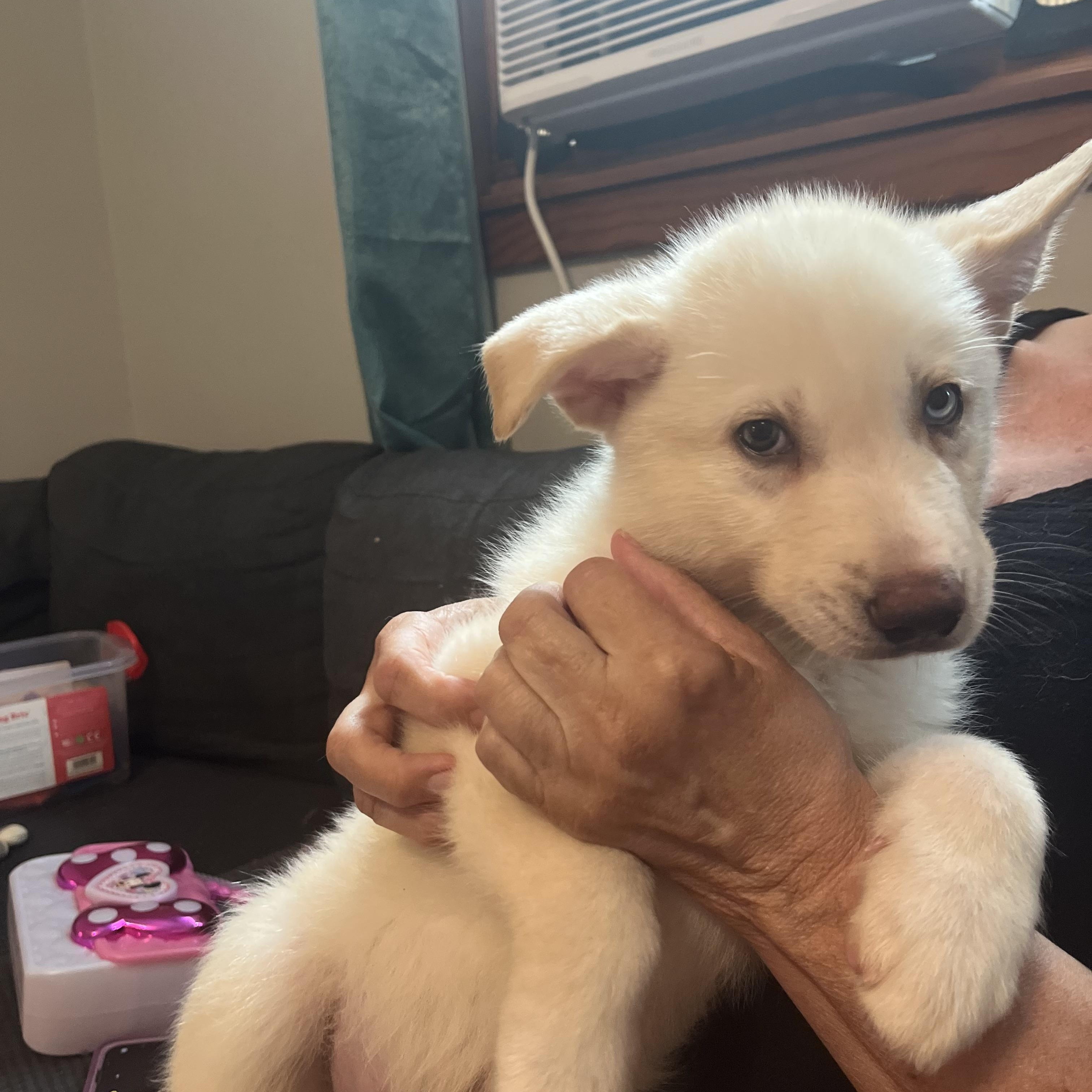 Elmo is a sweet boy who was found in the woods with his mom and litter mates He gets along