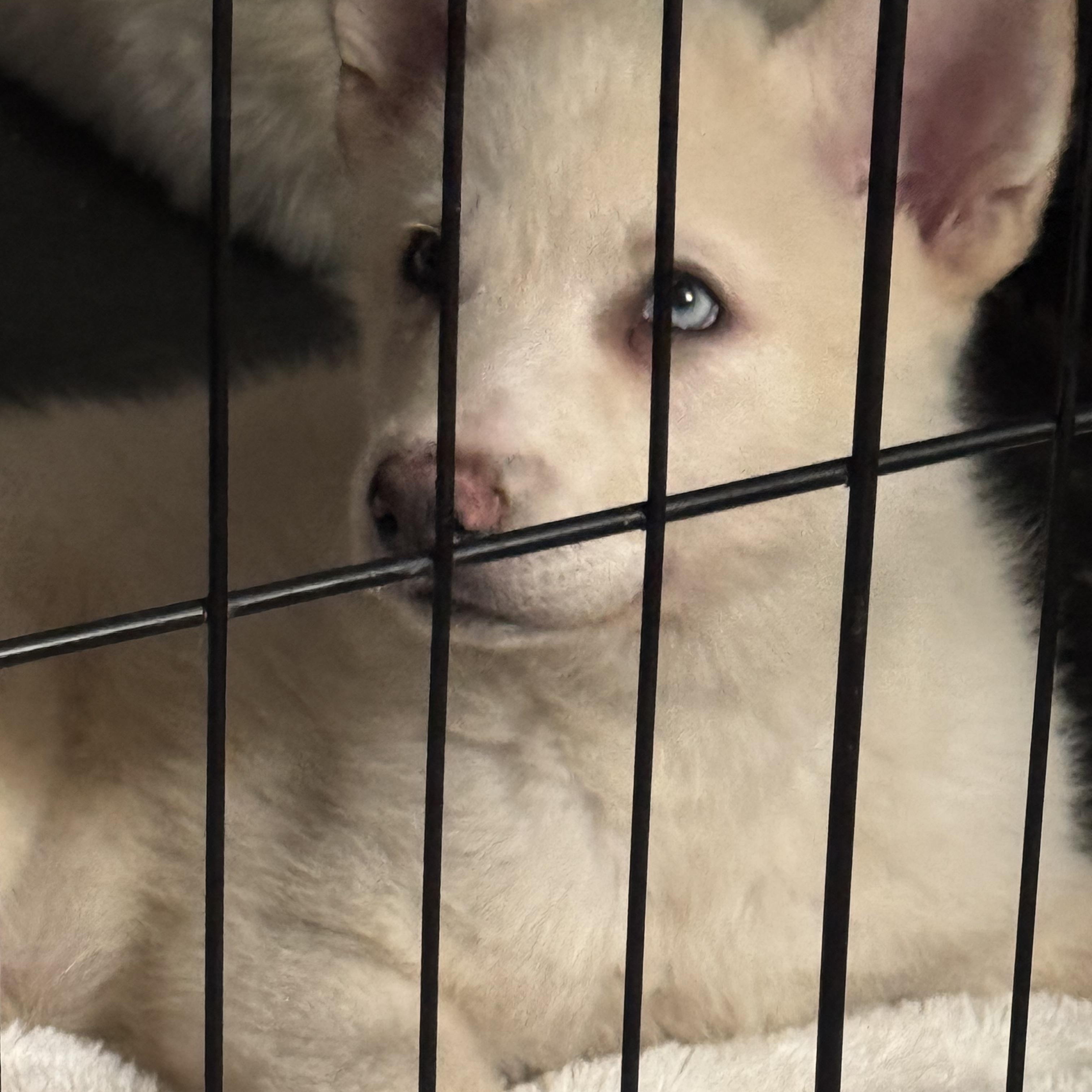 Enlarge Elmo, a Adopted mixed breed in Cortlandt Manor, NY image 2/2