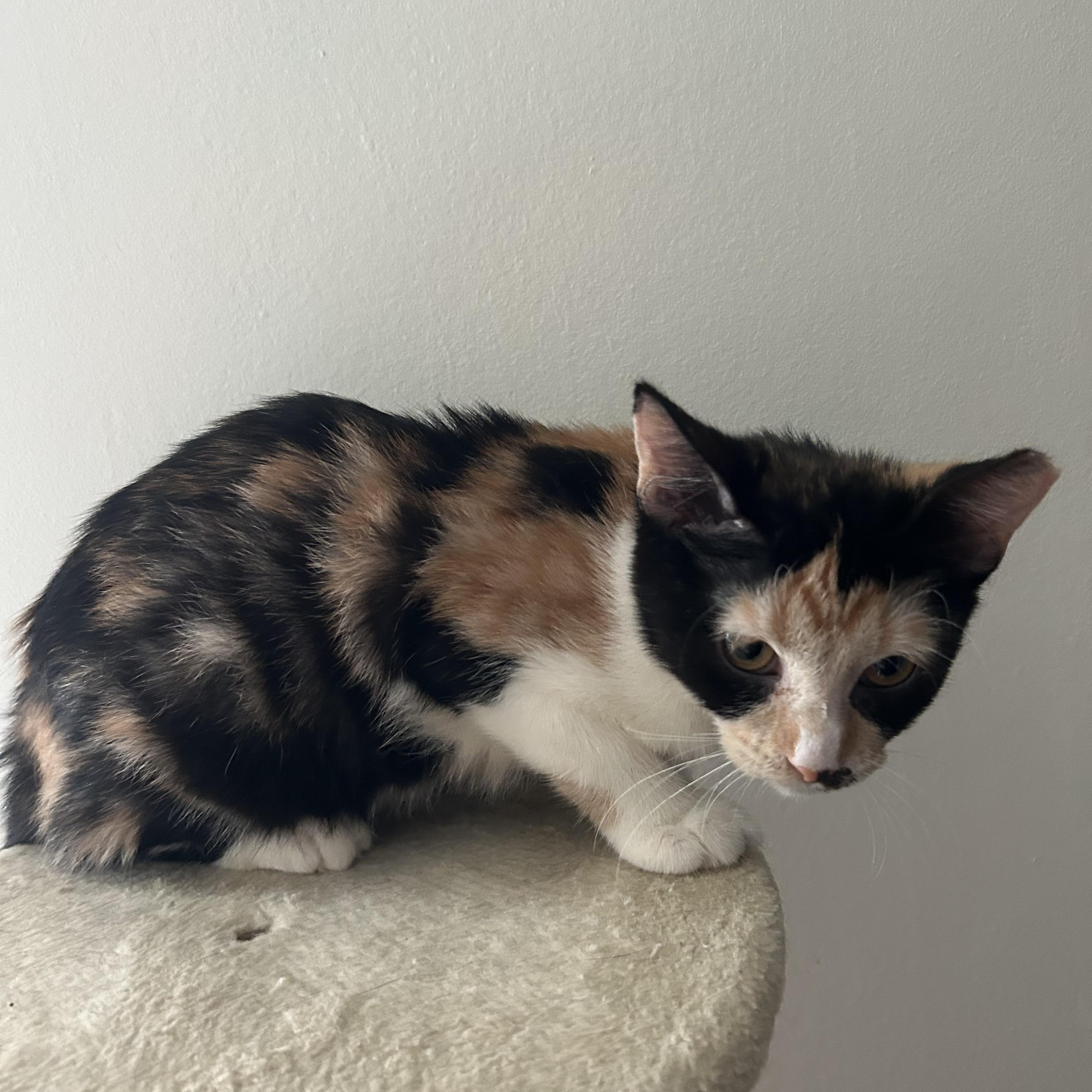 Enlarge Rhapsody, a Adopted mixed breed in Parma, OH image 1/1