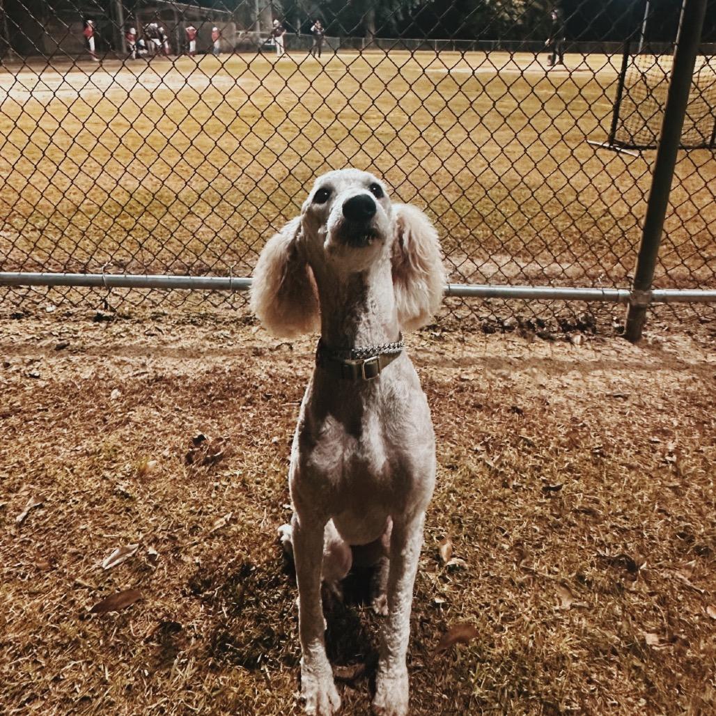 Enlarge Sassy, a Adoptable Poodle in Baton Rouge, LA image 1/3