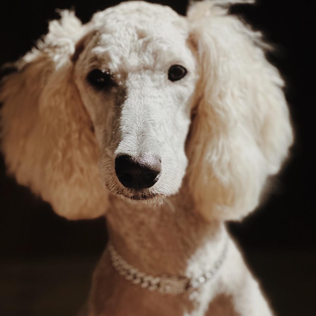 Enlarge Sassy, a Adoptable Poodle in Baton Rouge, LA image 2/3
