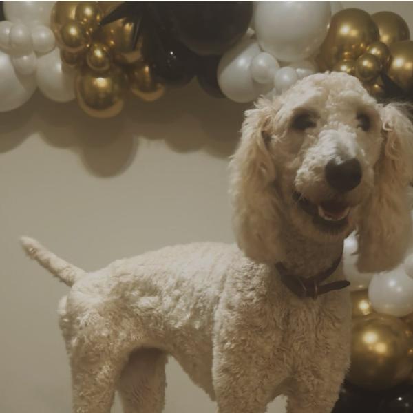 Enlarge Sassy, a Adoptable Poodle in Baton Rouge, LA image 3/3