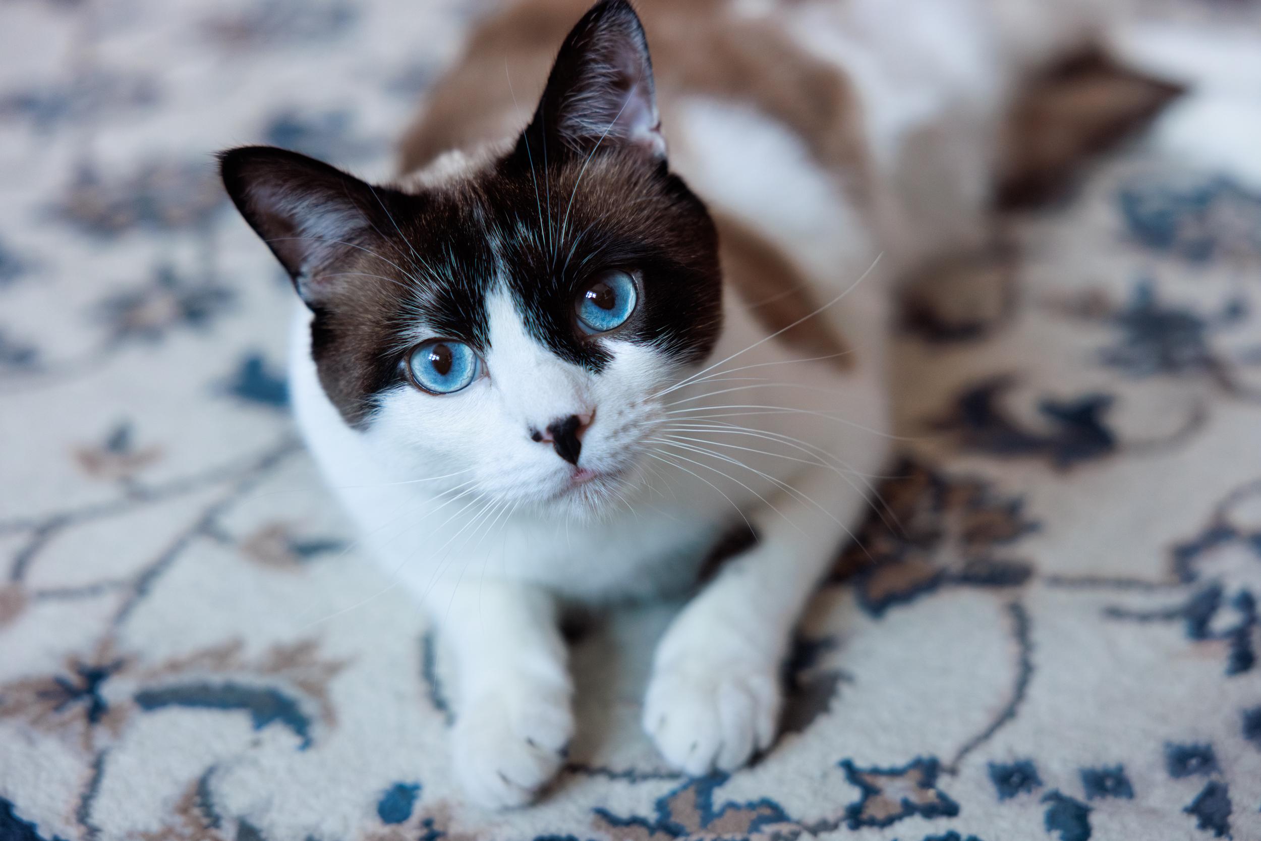 Enlarge Leo and Wendy, a ADOPTABLE mixed breed in Montreal, QC image 1/6