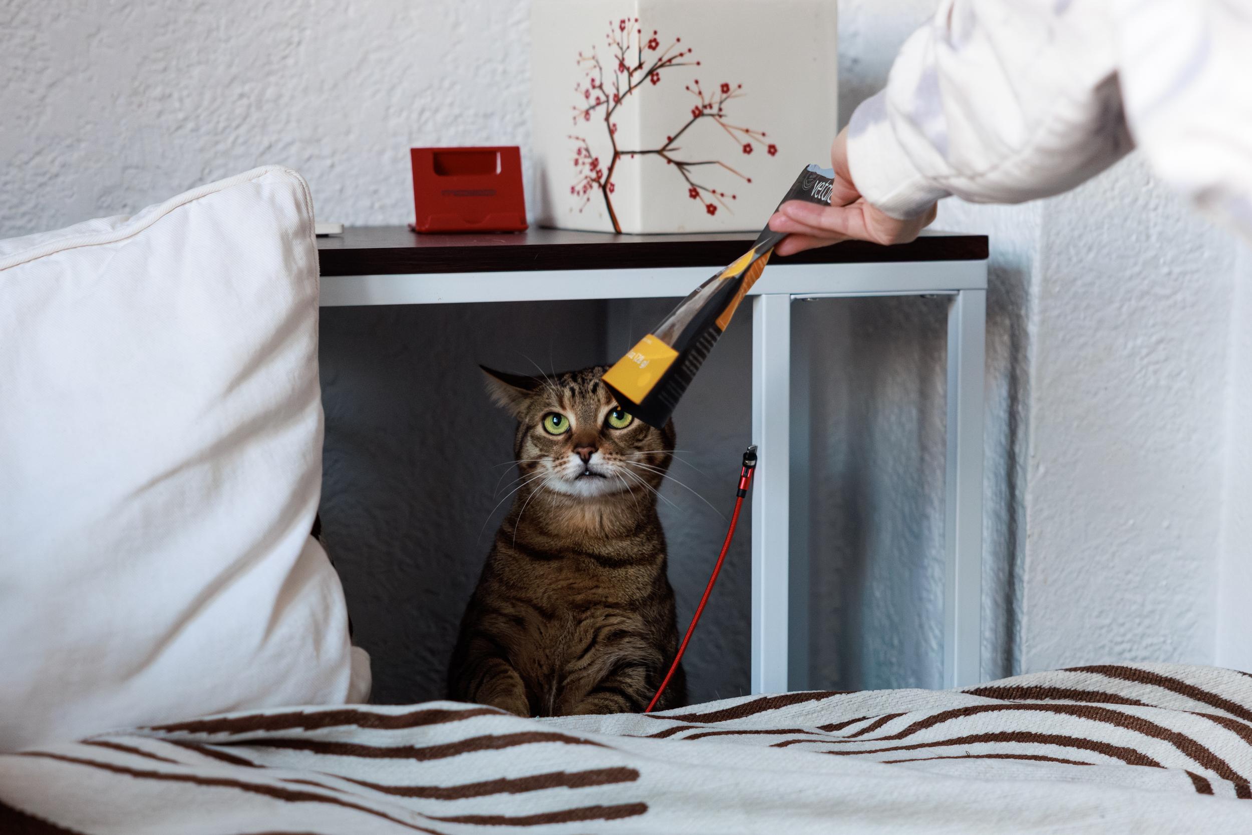 Enlarge Leo and Wendy, a ADOPTABLE mixed breed in Montreal, QC image 6/6