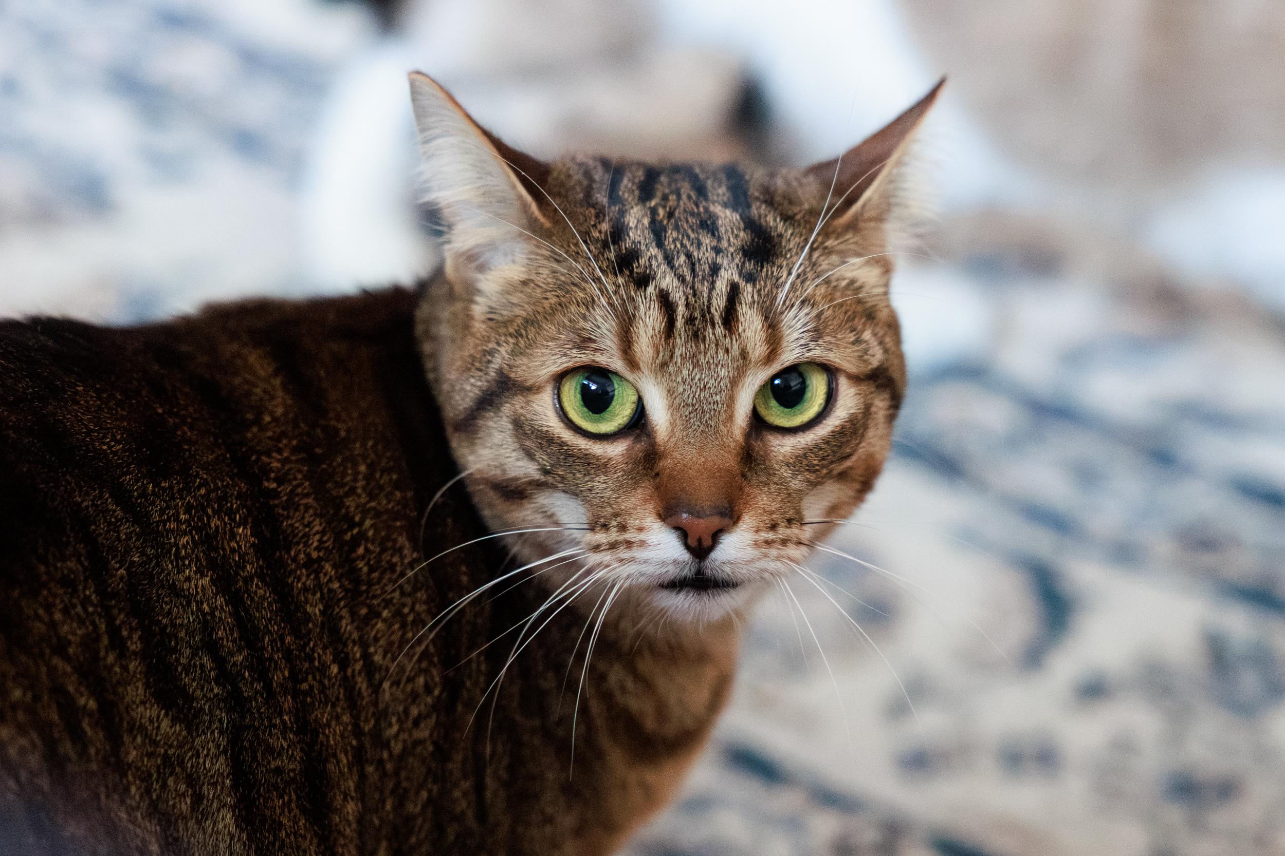 Enlarge Leo and Wendy, a ADOPTABLE mixed breed in Montreal, QC image 2/6
