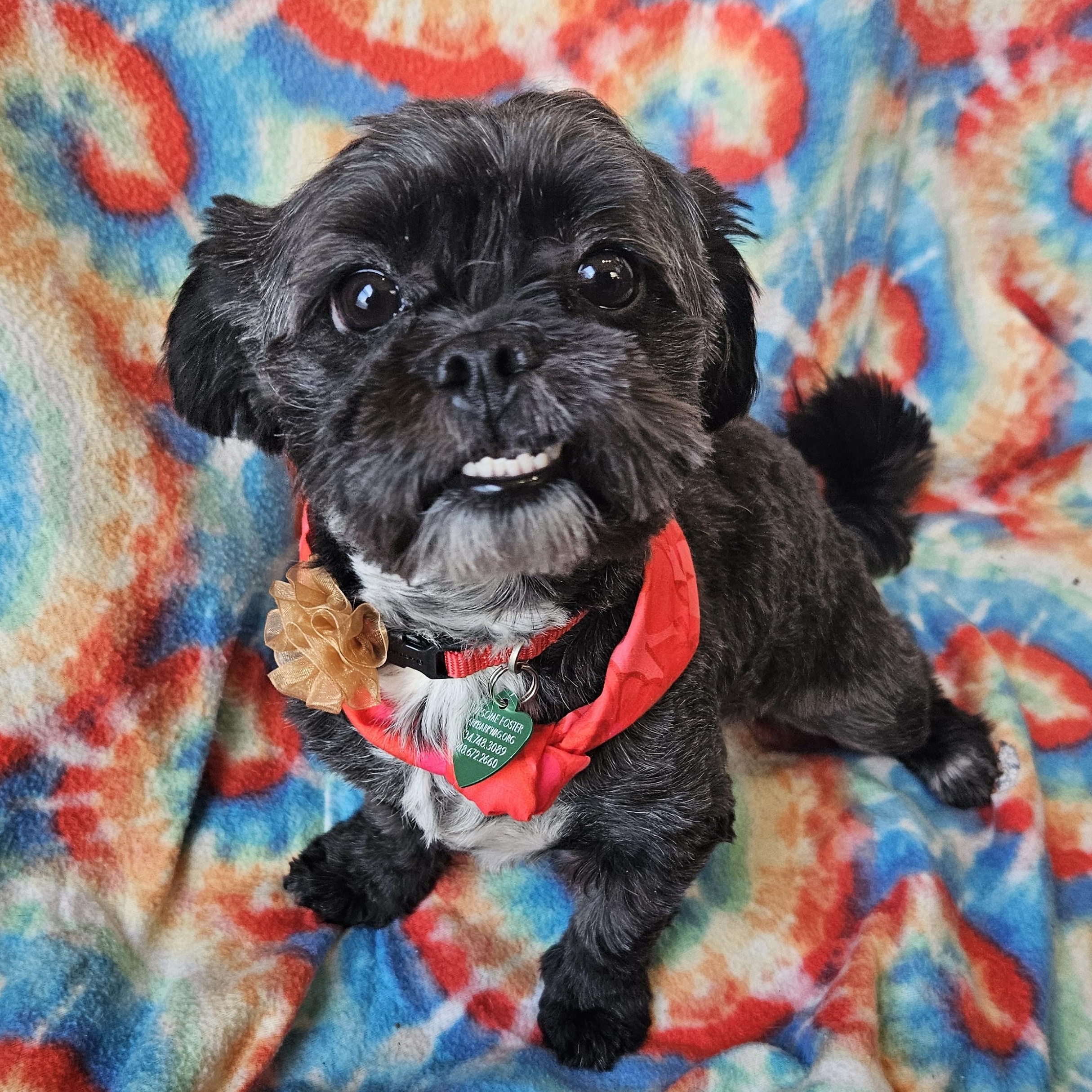 Celeste Update, Adoptable, Young Female Shih Tzu & Pomeranian.