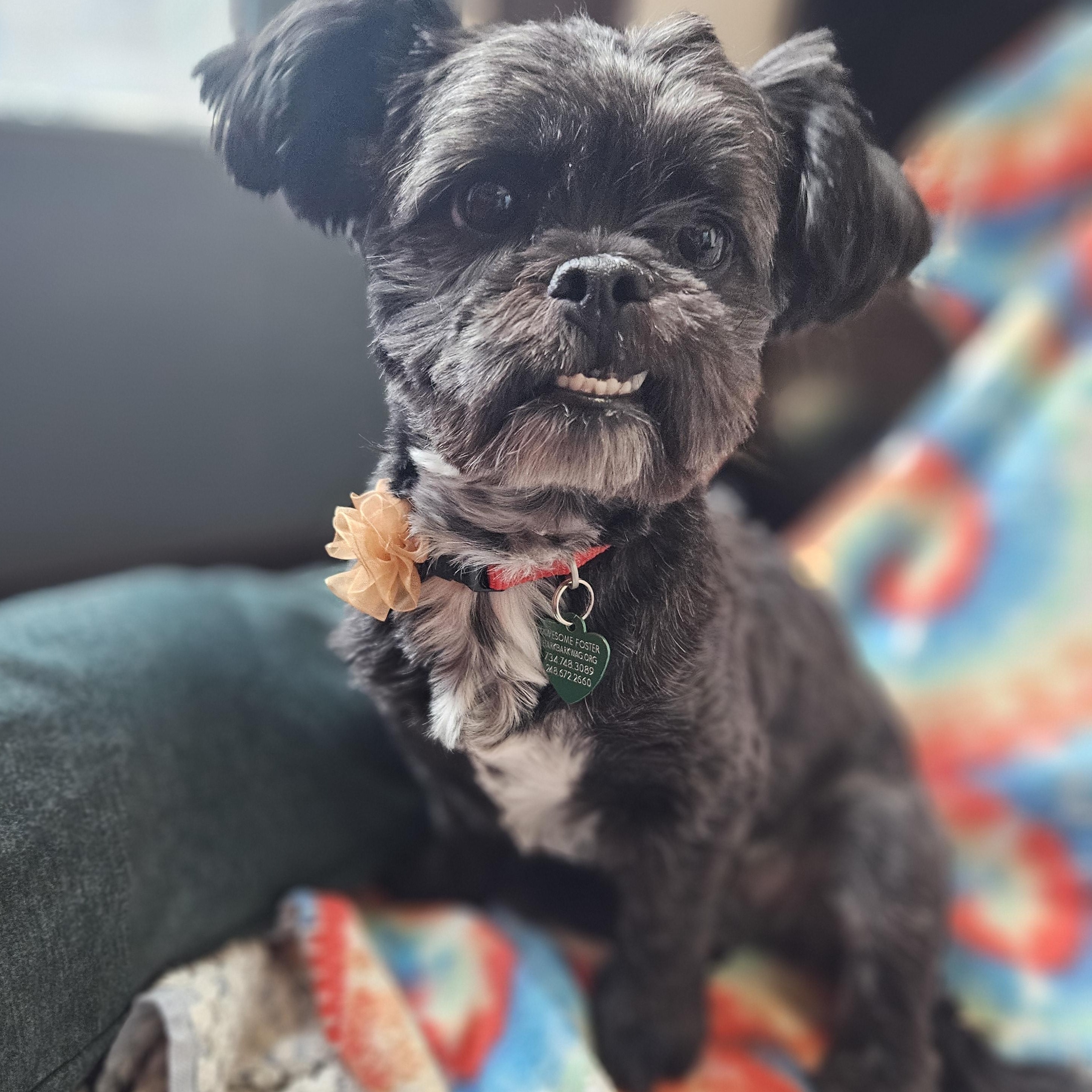 Enlarge Celeste Update, a Adoptable mixed breed in Livonia, MI image 6/6