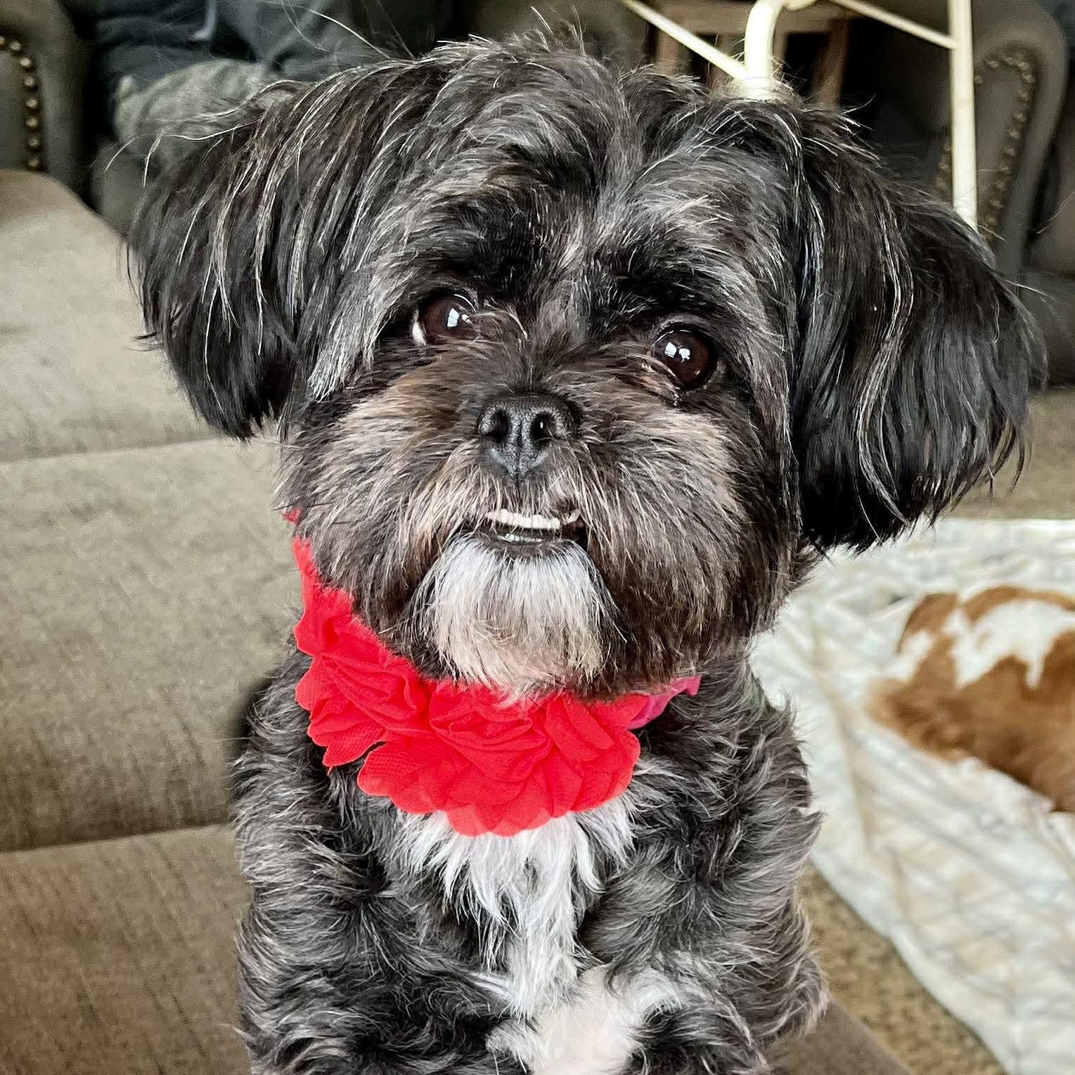 Enlarge Celeste Update, a Adoptable mixed breed in Livonia, MI image 2/6