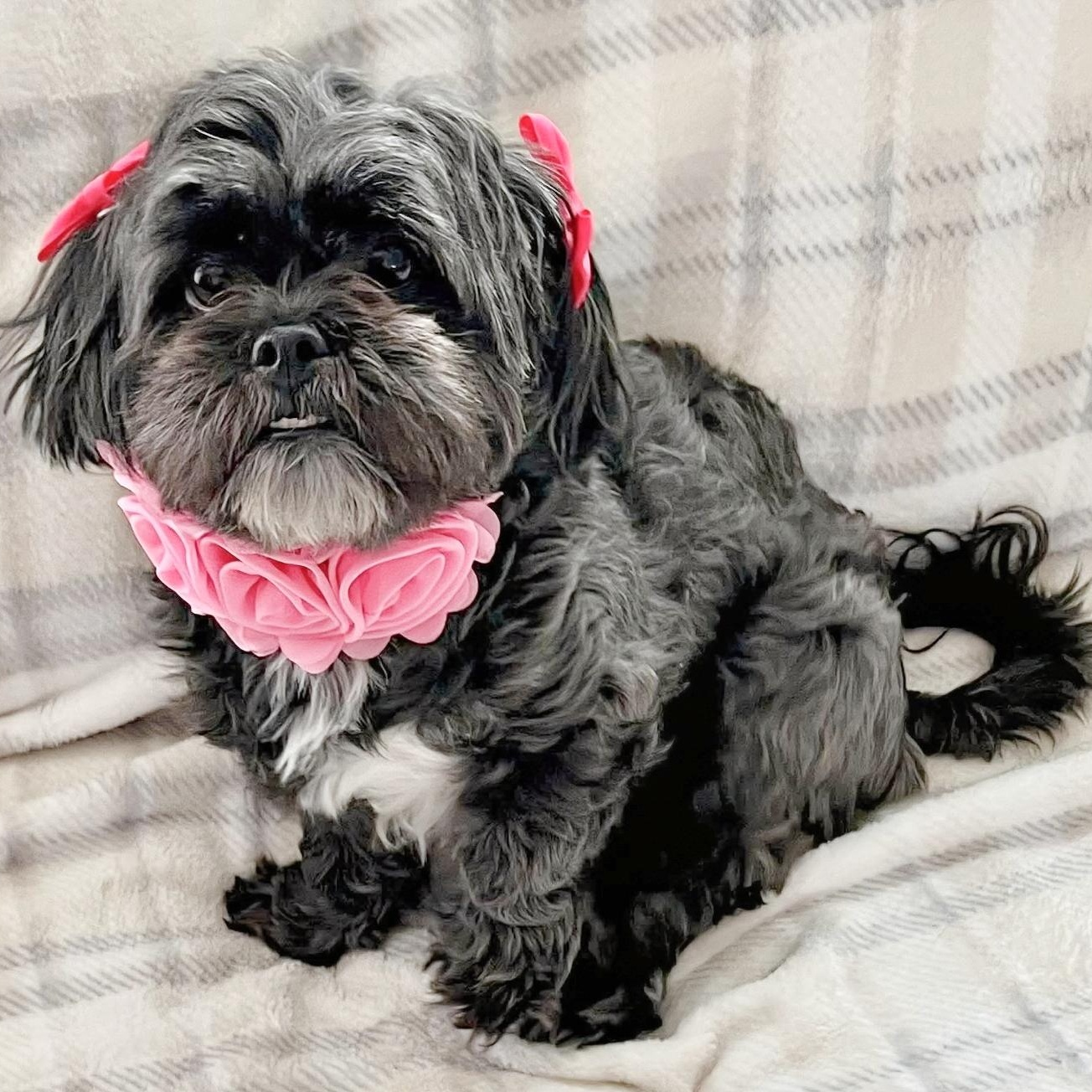 Enlarge Celeste Update, a Adoptable mixed breed in Livonia, MI image 3/6