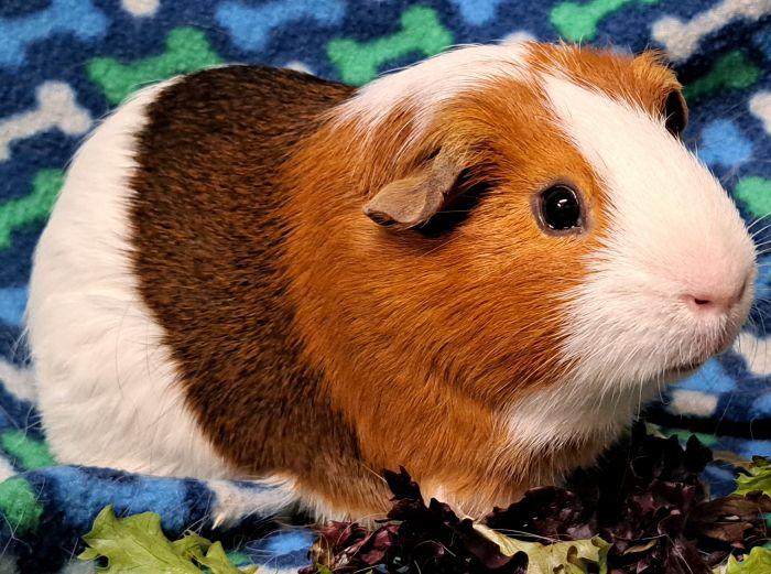 Enlarge Nelson, a Adoptable Short-Haired in Gary, IN image 1/3