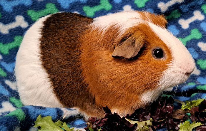 Enlarge Nelson, a Adoptable Short-Haired in Gary, IN image 2/3